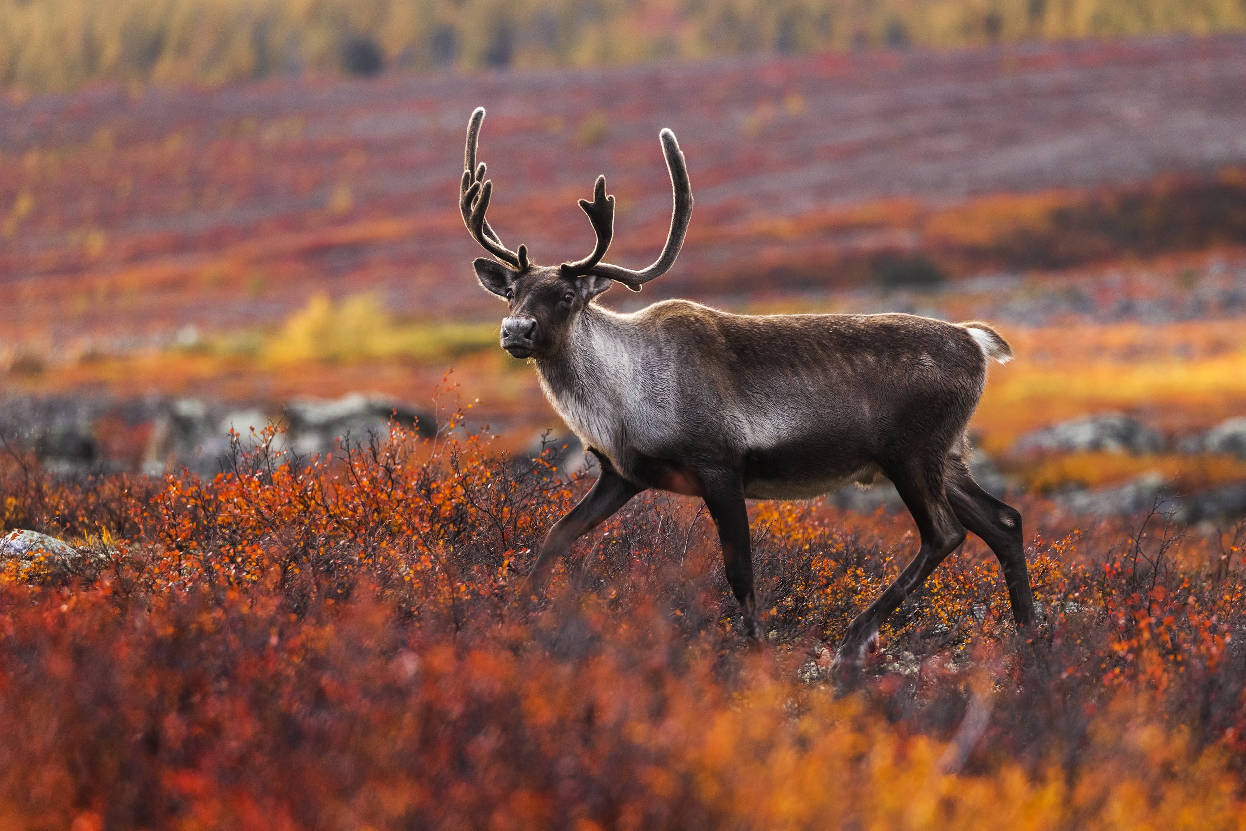 Migratory Caribou - Fall 018
