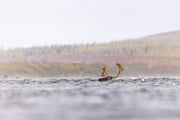 Migratory Caribou - Fall 2020