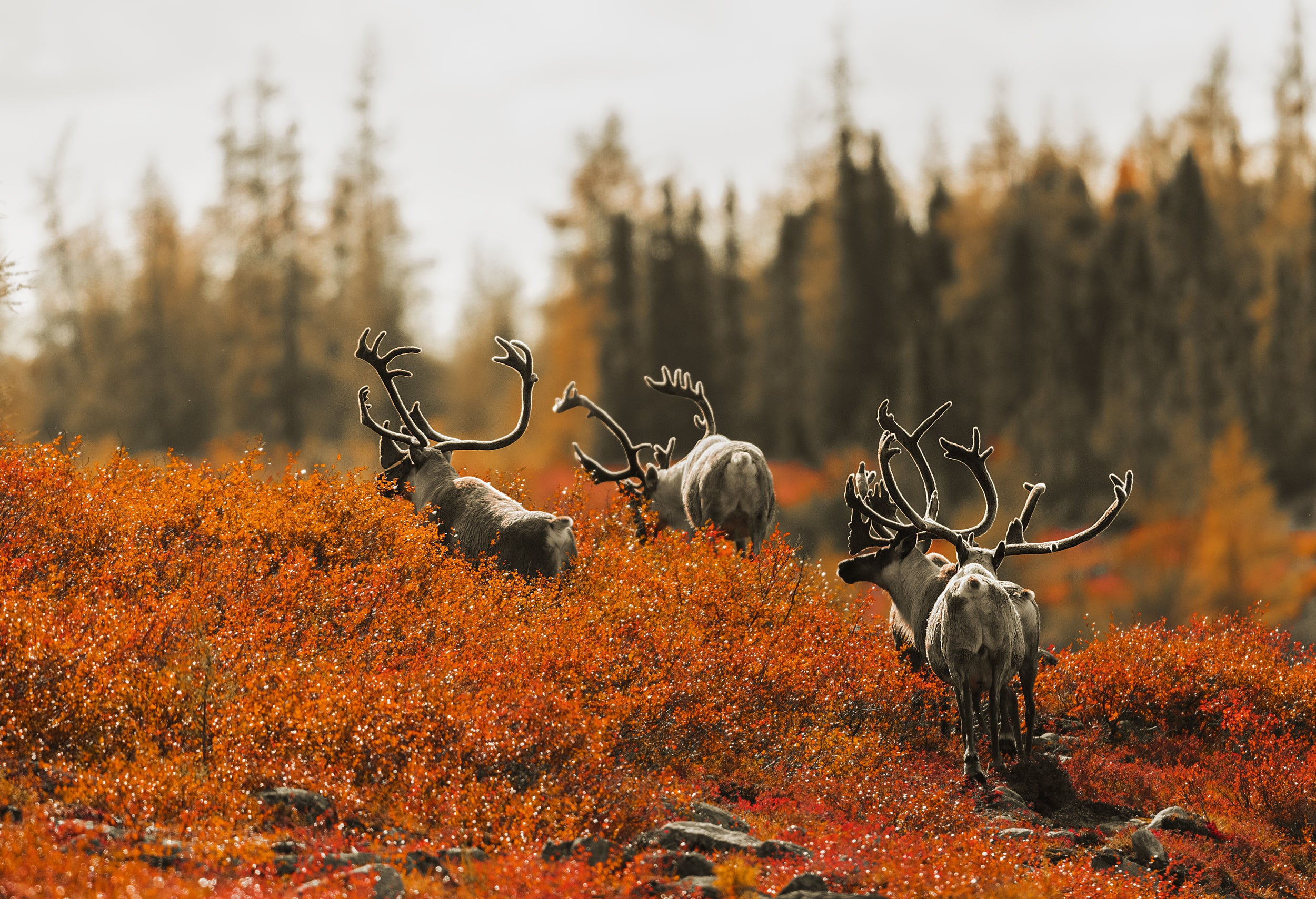 Migratory Caribou - Fall 023