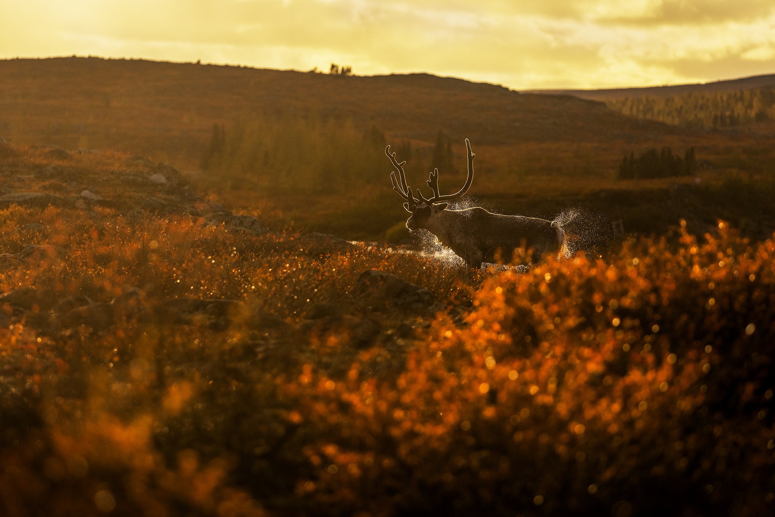 Migratory Caribou - Fall 028