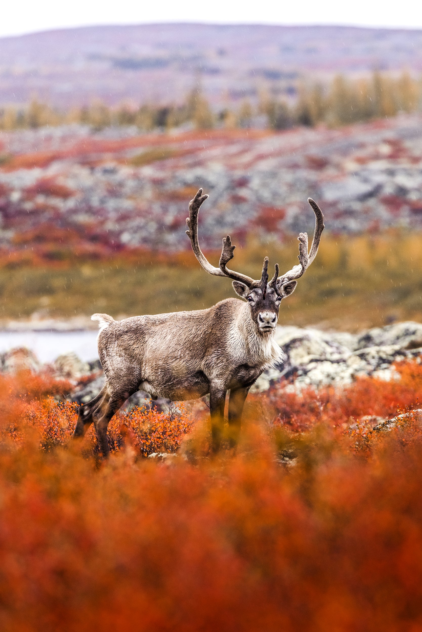 Migratory Caribou - Fall 033