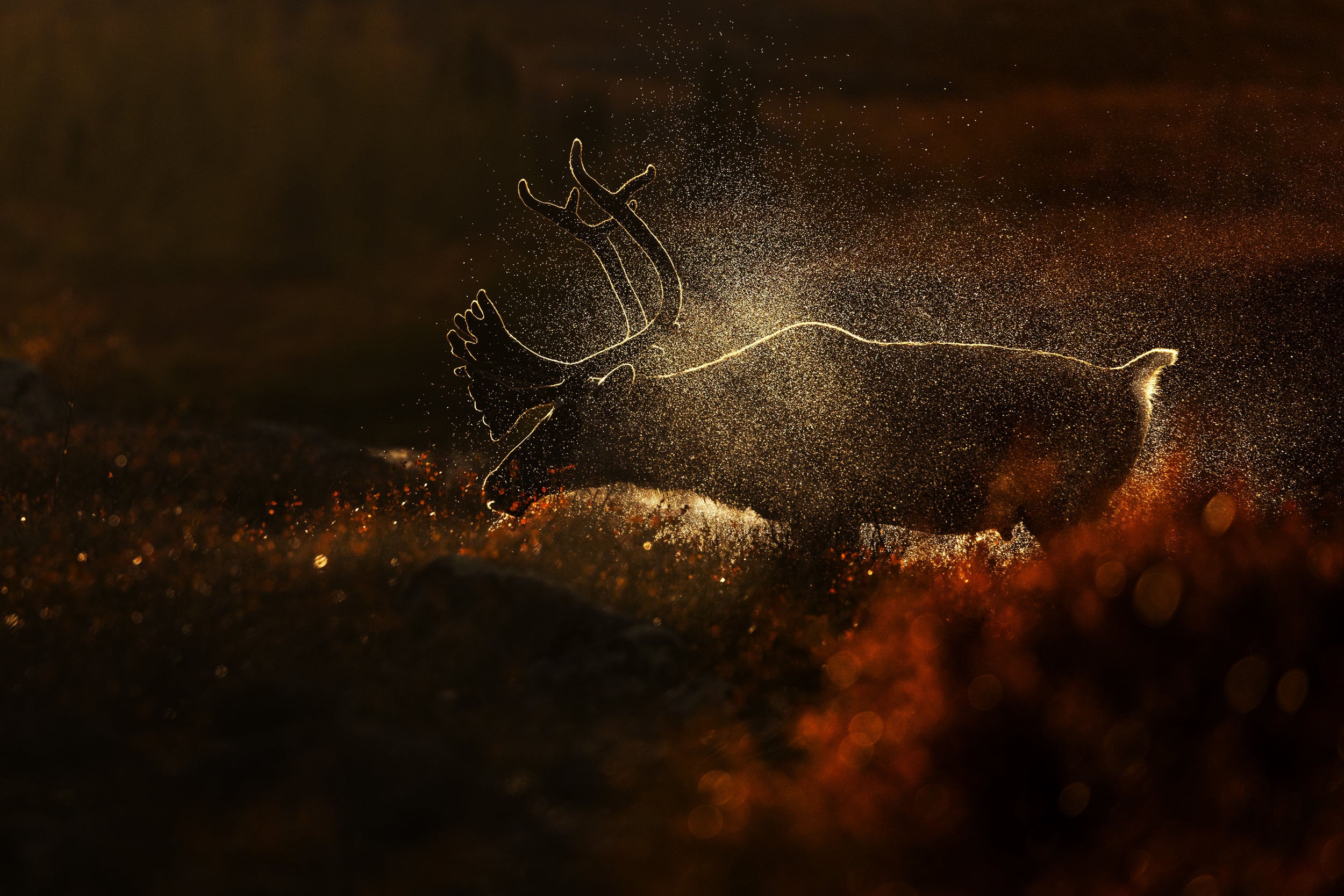 Migratory Caribou - Fall 036