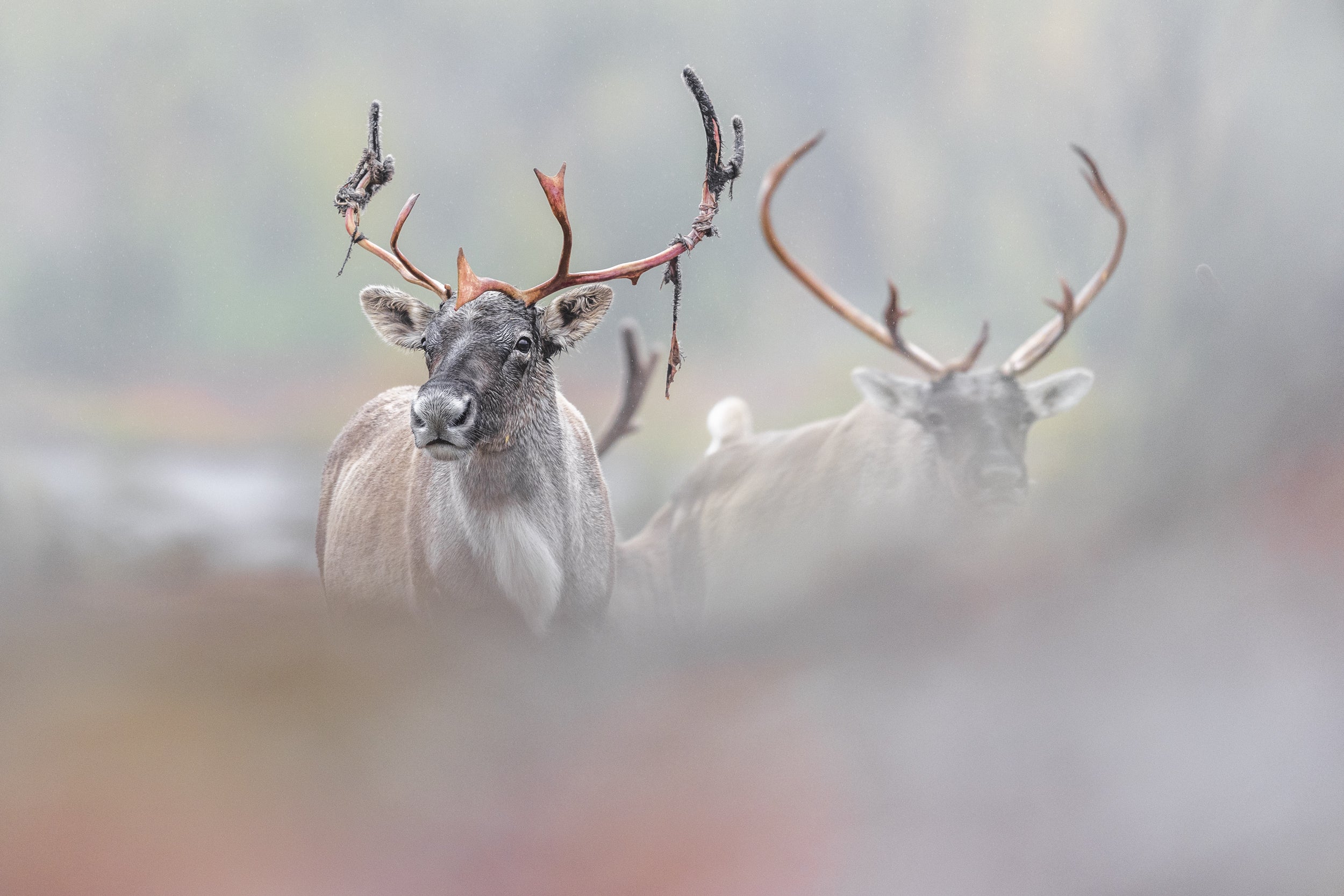 Migratory Caribou - Fall 065