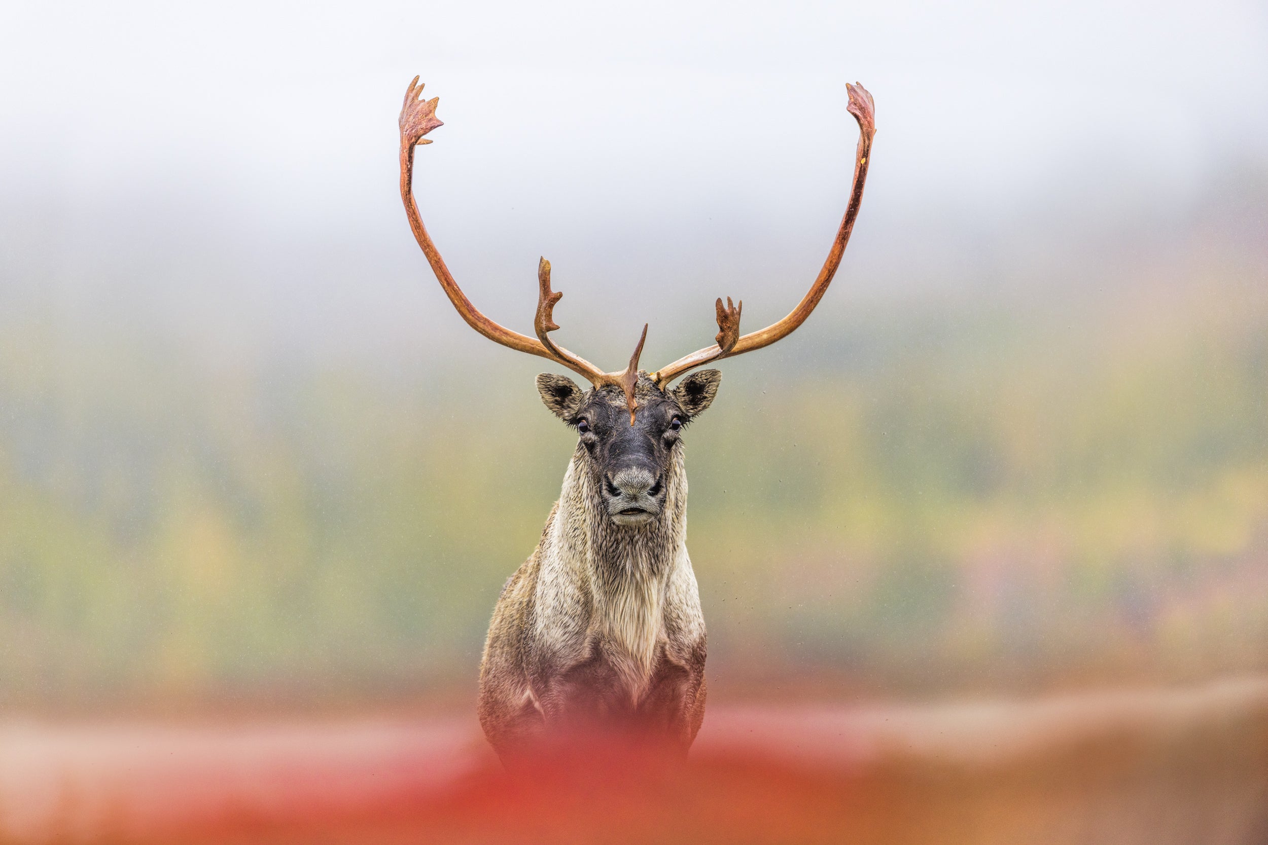 Migratory Caribou - Fall 069