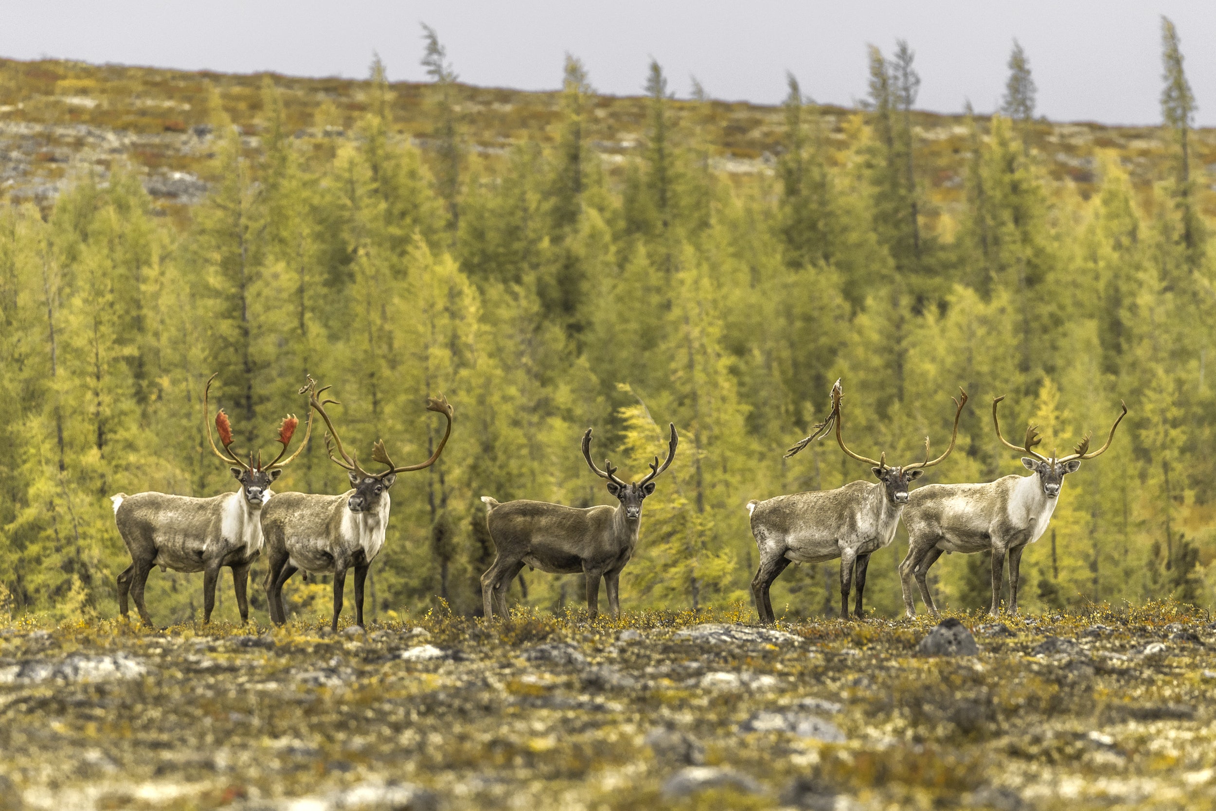 Migratory Caribou - Fall 070