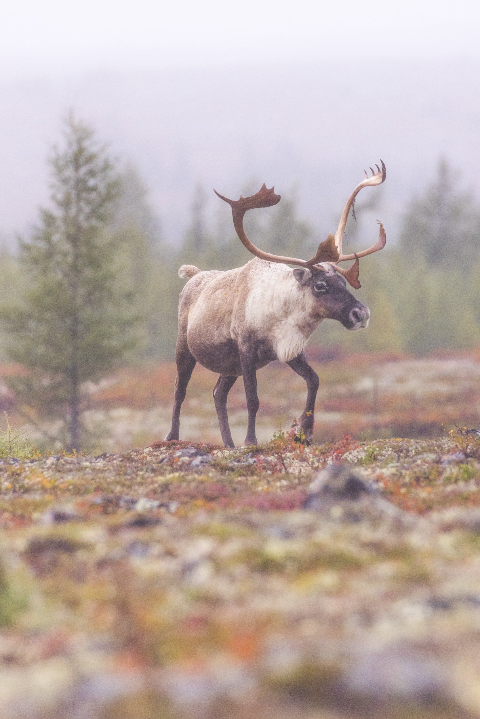 Migratory Caribou - Fall 075