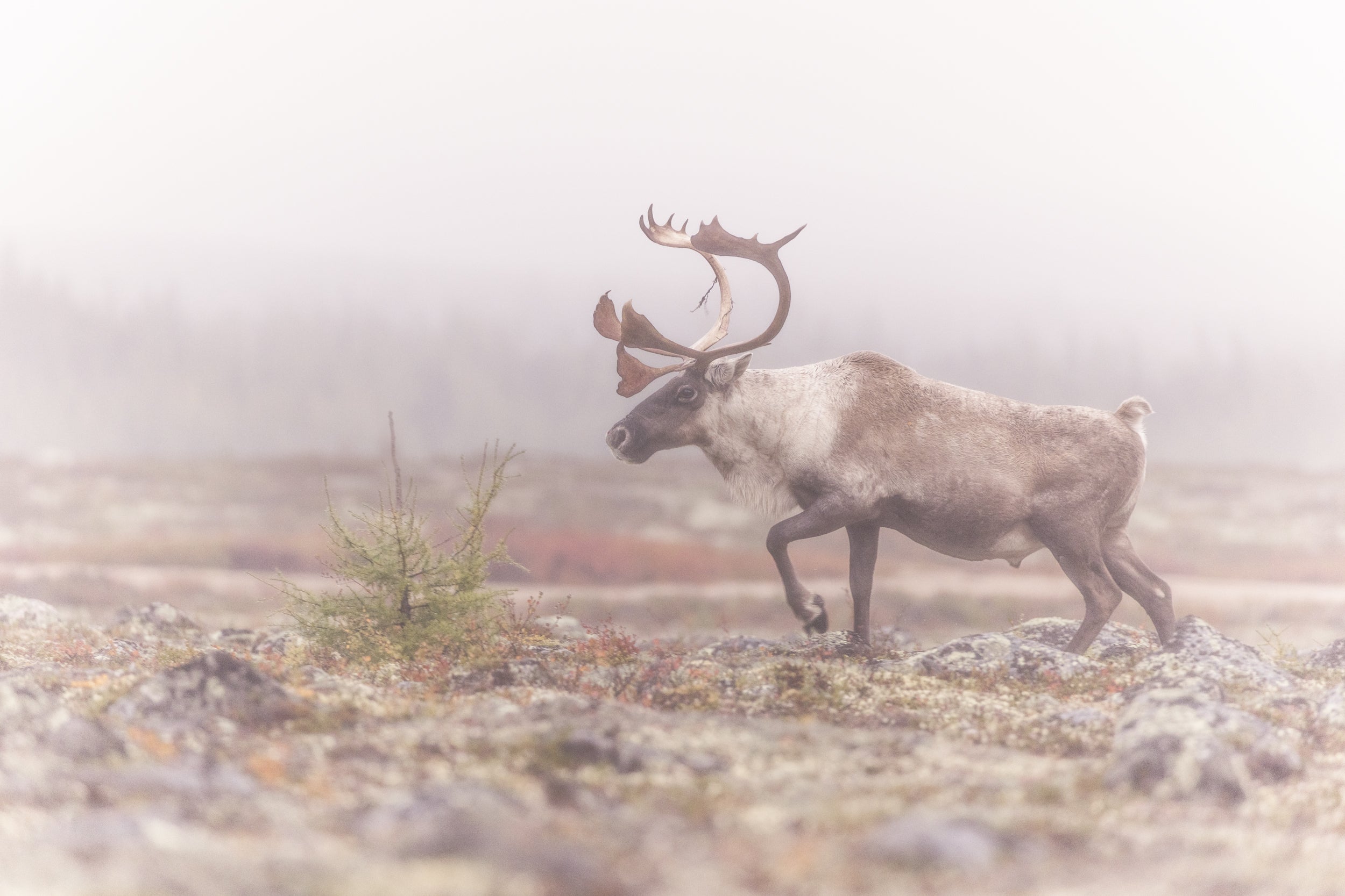 Migratory Caribou - Fall 076