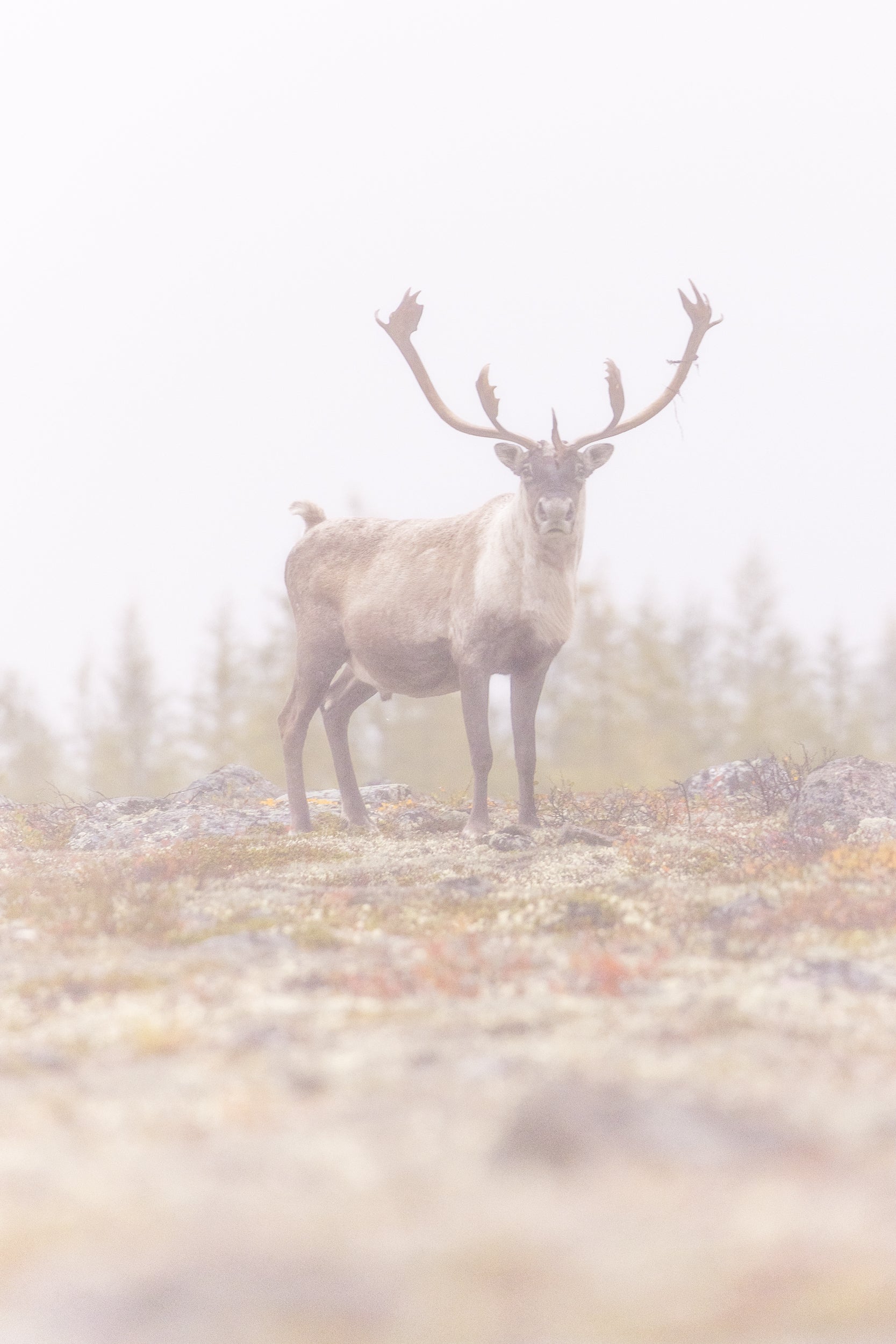 Migratory Caribou - Fall 077