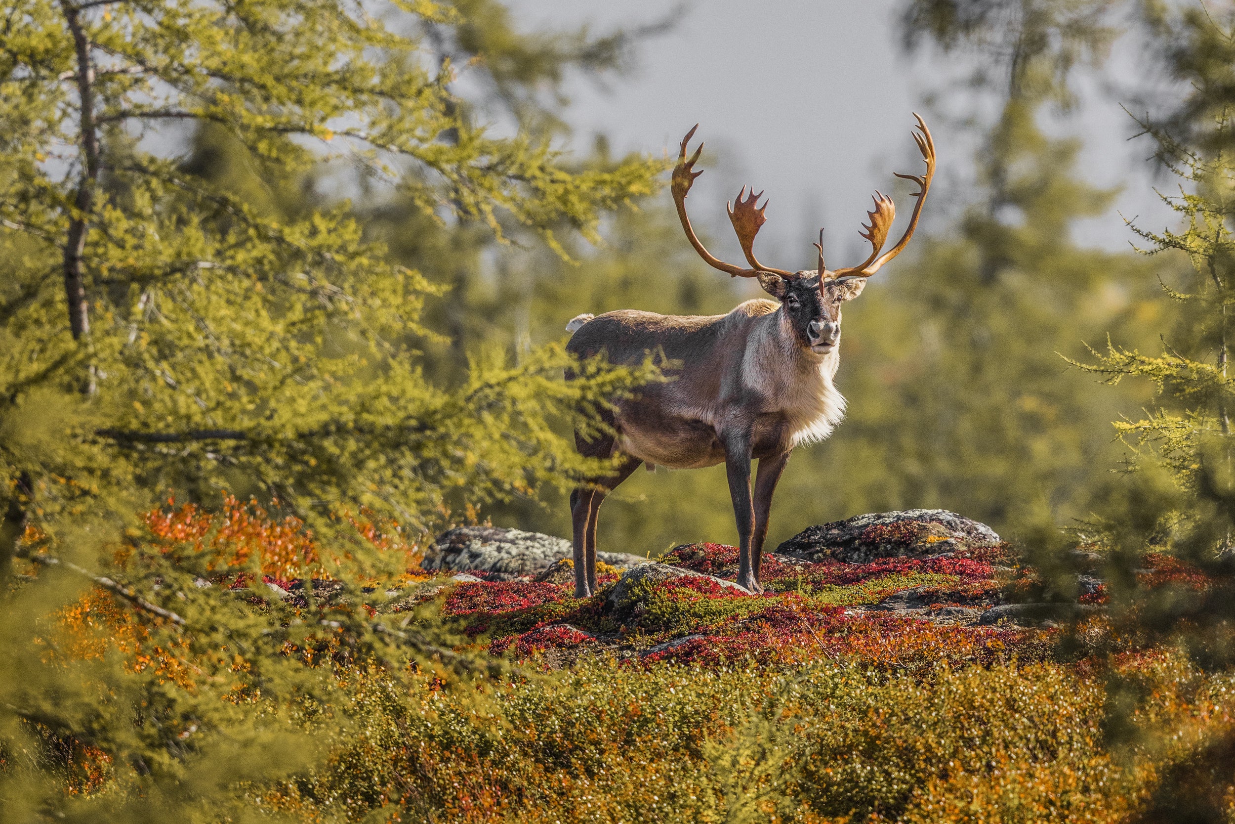 Migratory Caribou - Fall 080