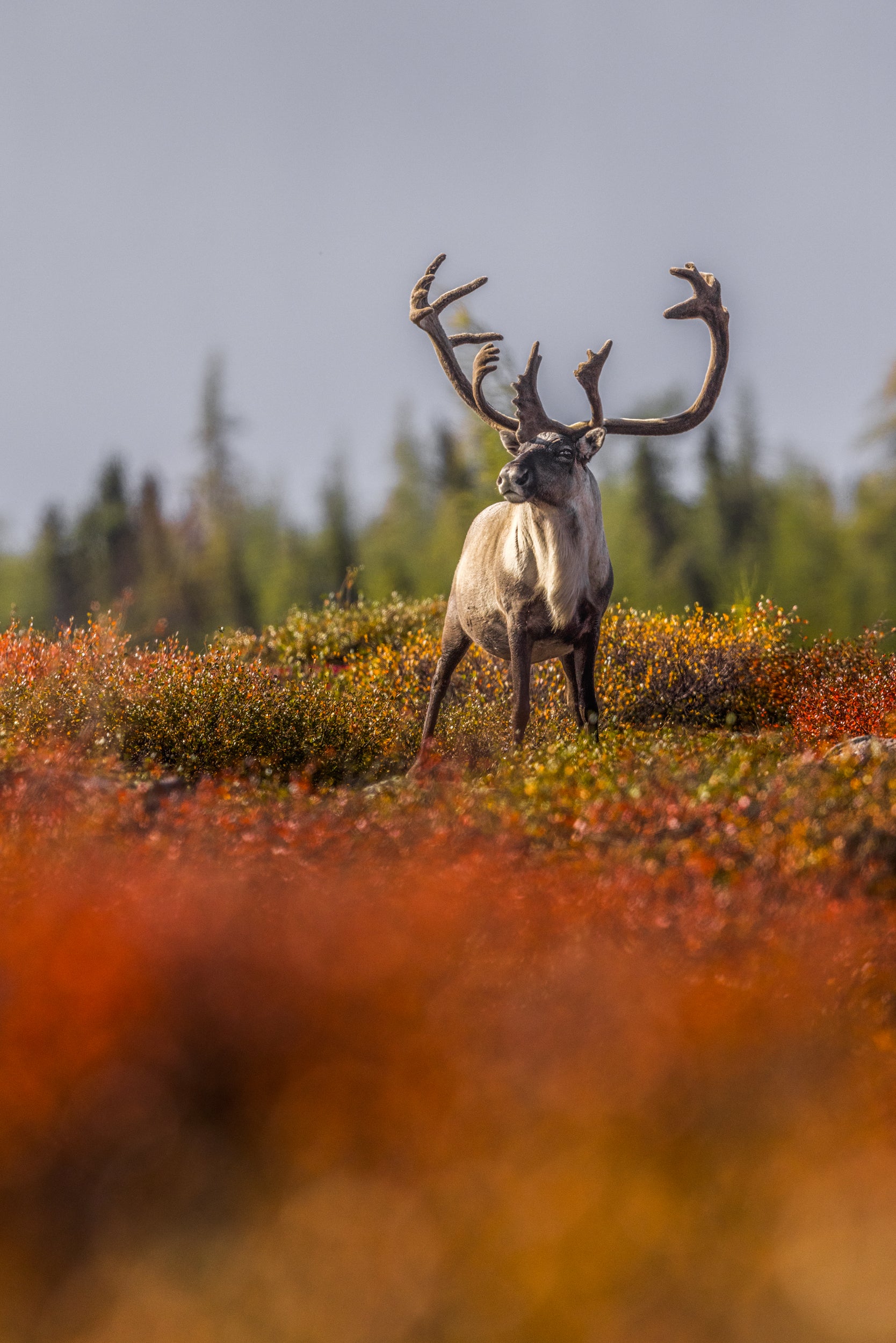 Migratory Caribou - Fall 083