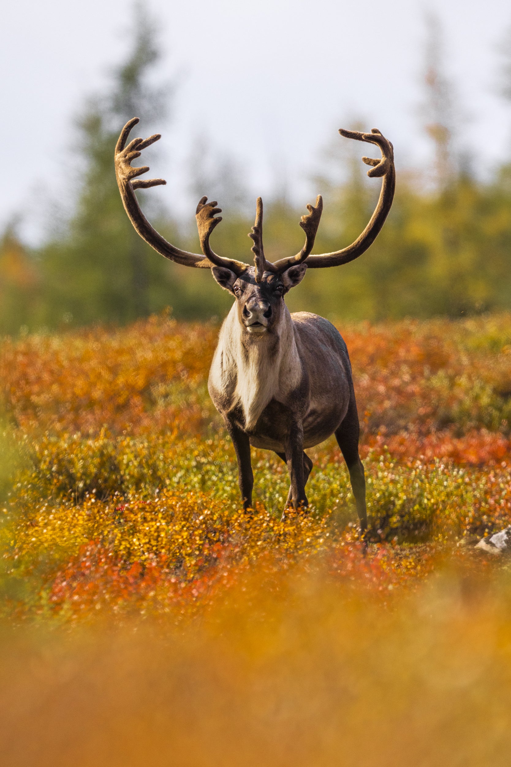 Migratory Caribou - Fall 085