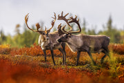 Migratory Caribou - Fall 086