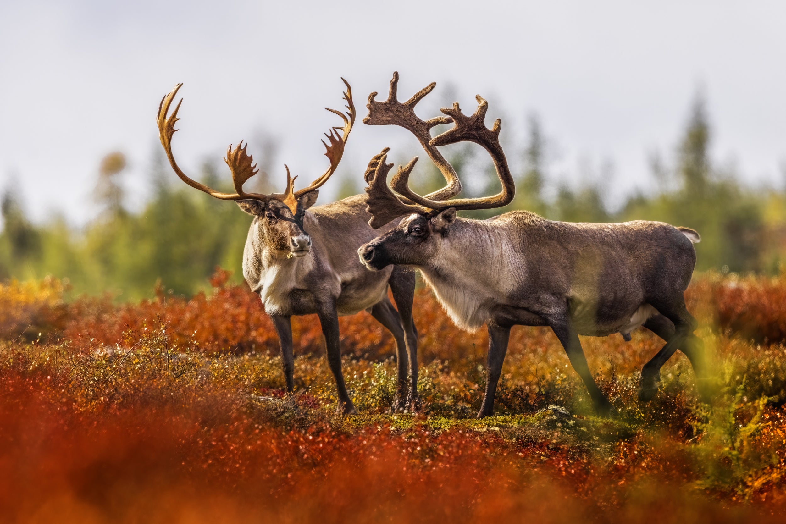 Migratory Caribou - Fall 086
