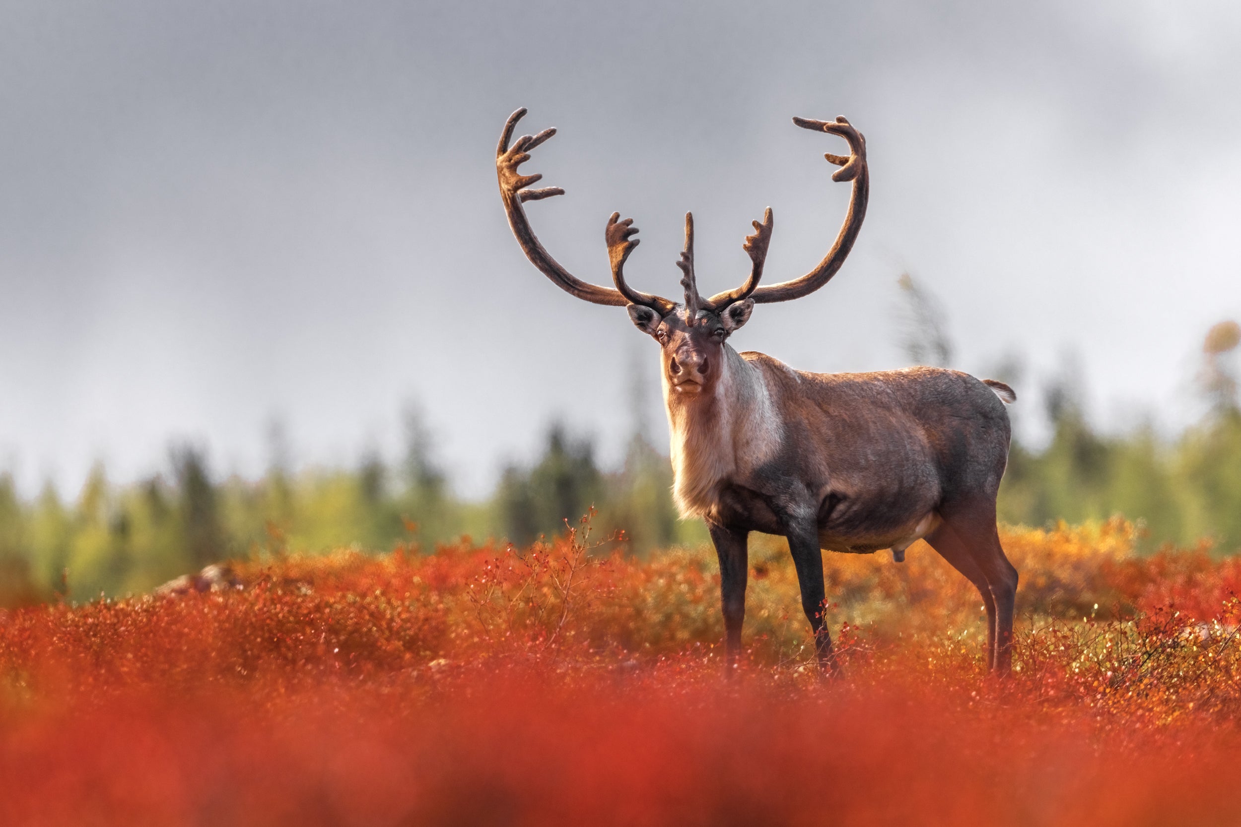 Migratory Caribou - Fall 087