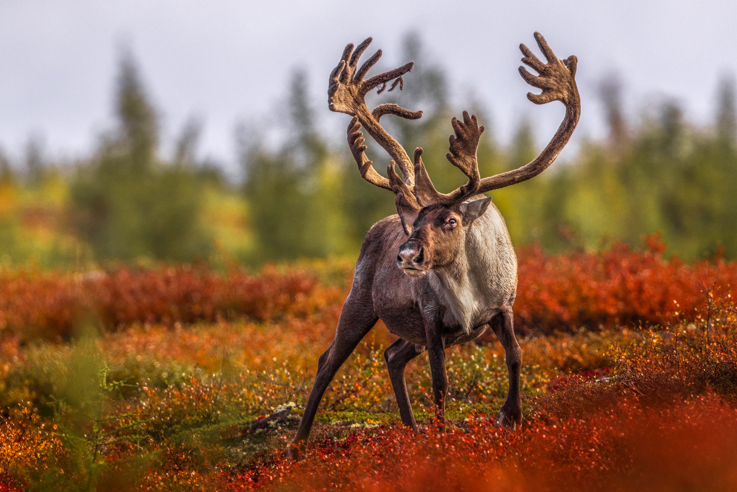 Migratory Caribou - Fall 088