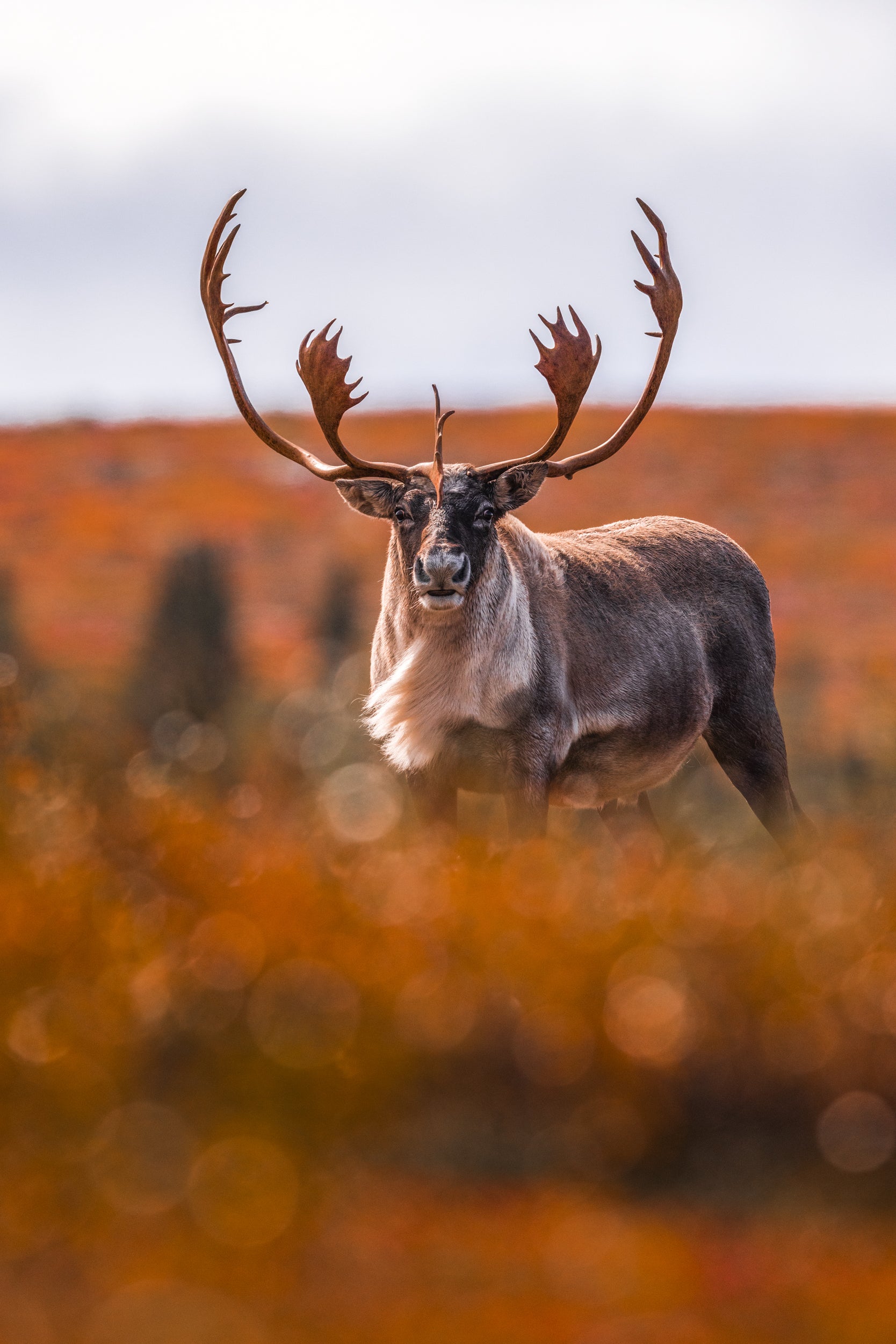Migratory Caribou - Fall 092