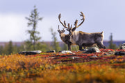 Migratory Caribou - Fall 094