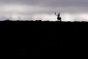 Migratory Caribou - Fall 098
