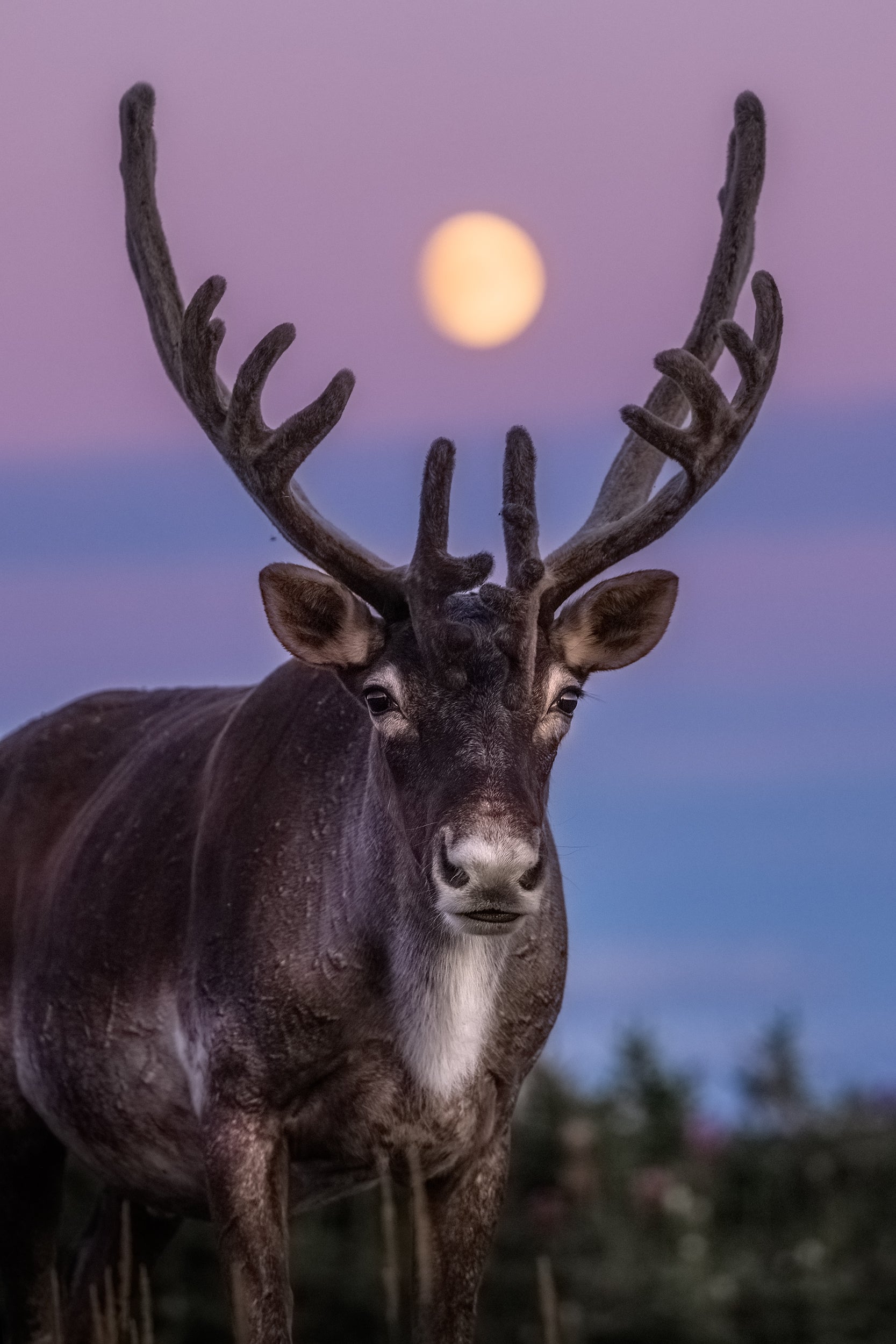 Newfoundland Caribou 001