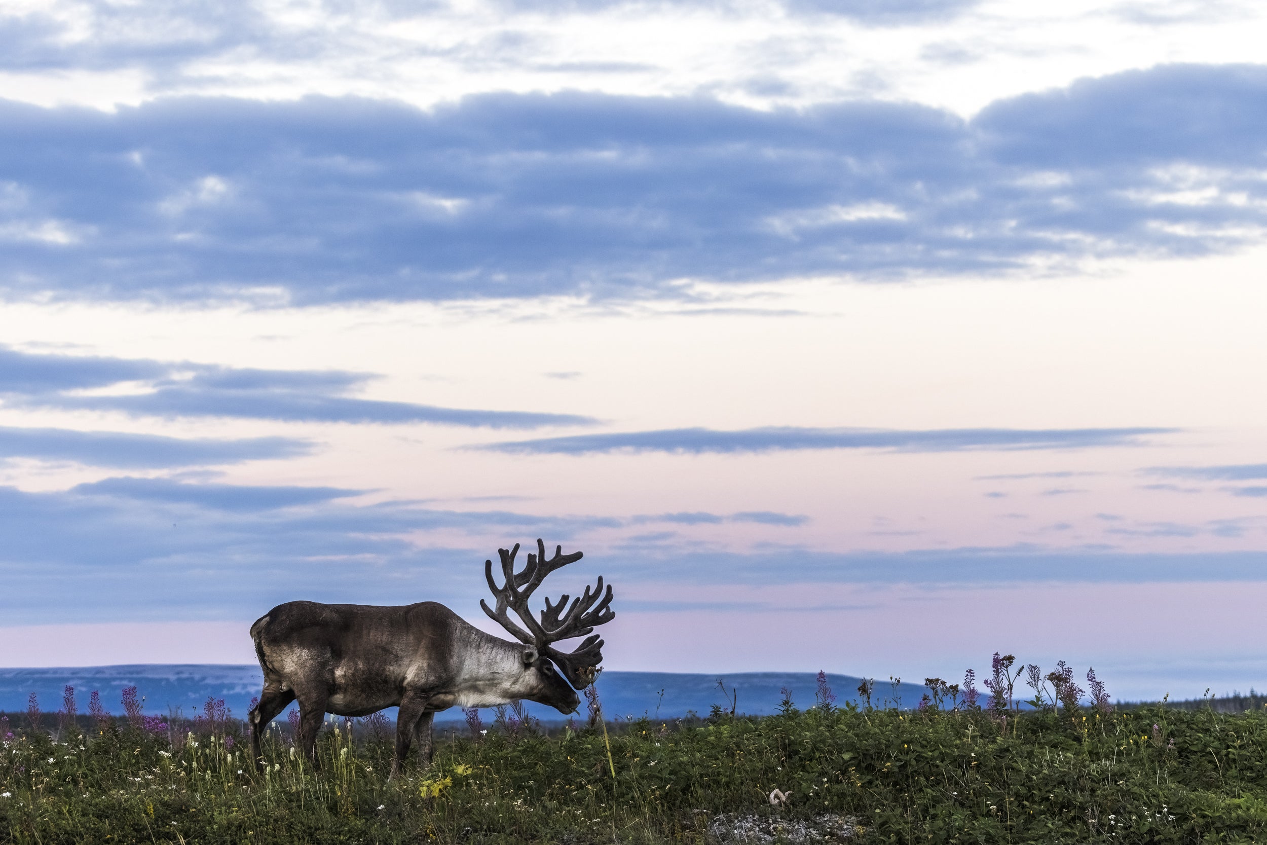 Newfoundland Caribou 010