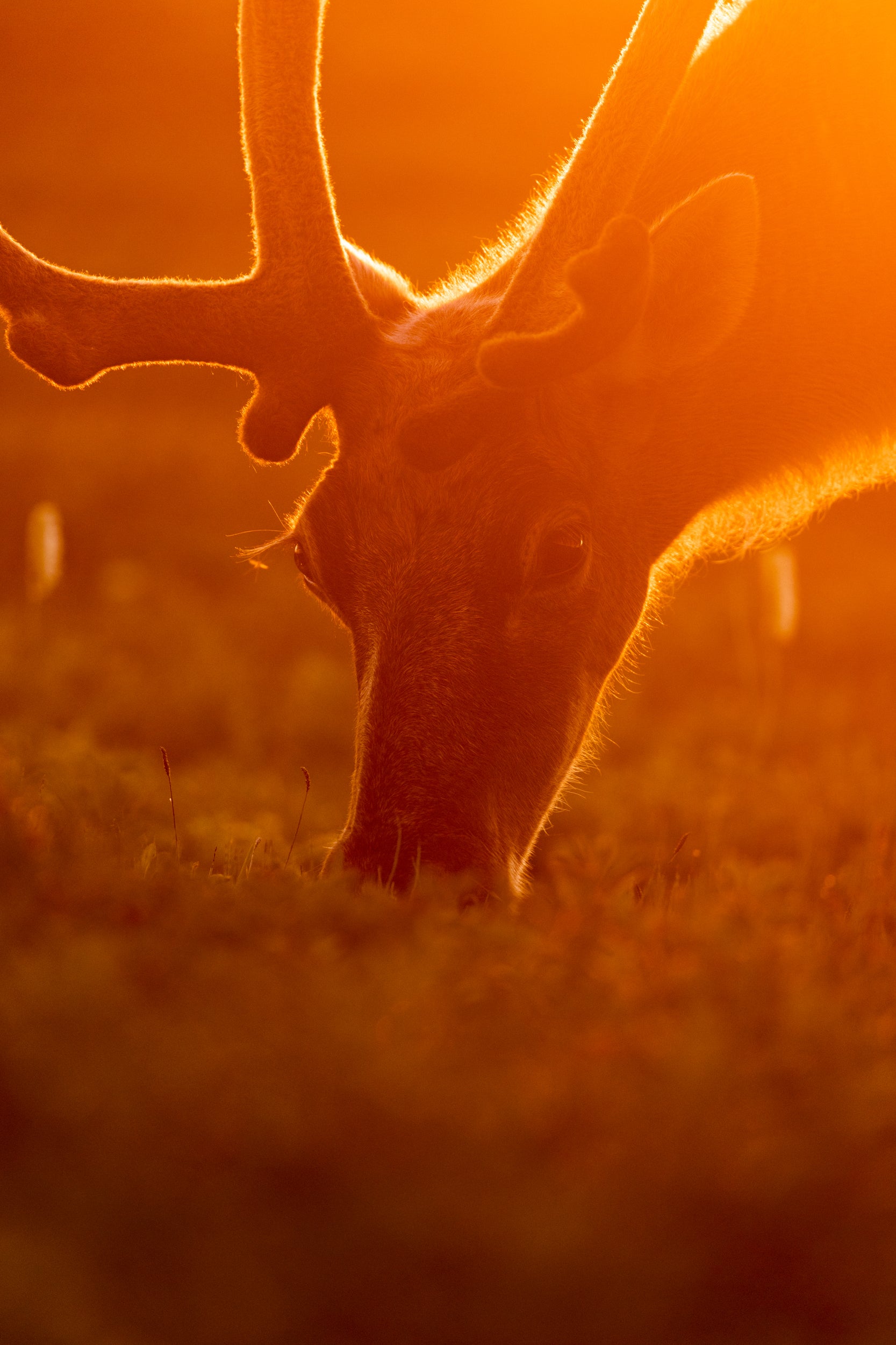 Newfoundland Caribou 018