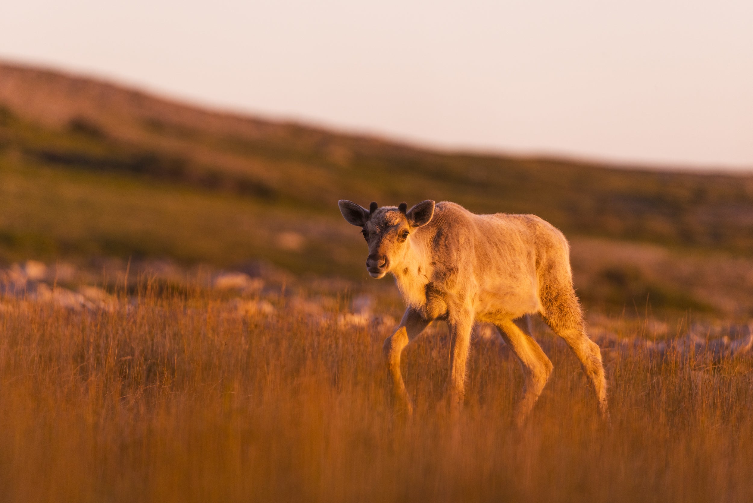 Newfoundland Caribou 020