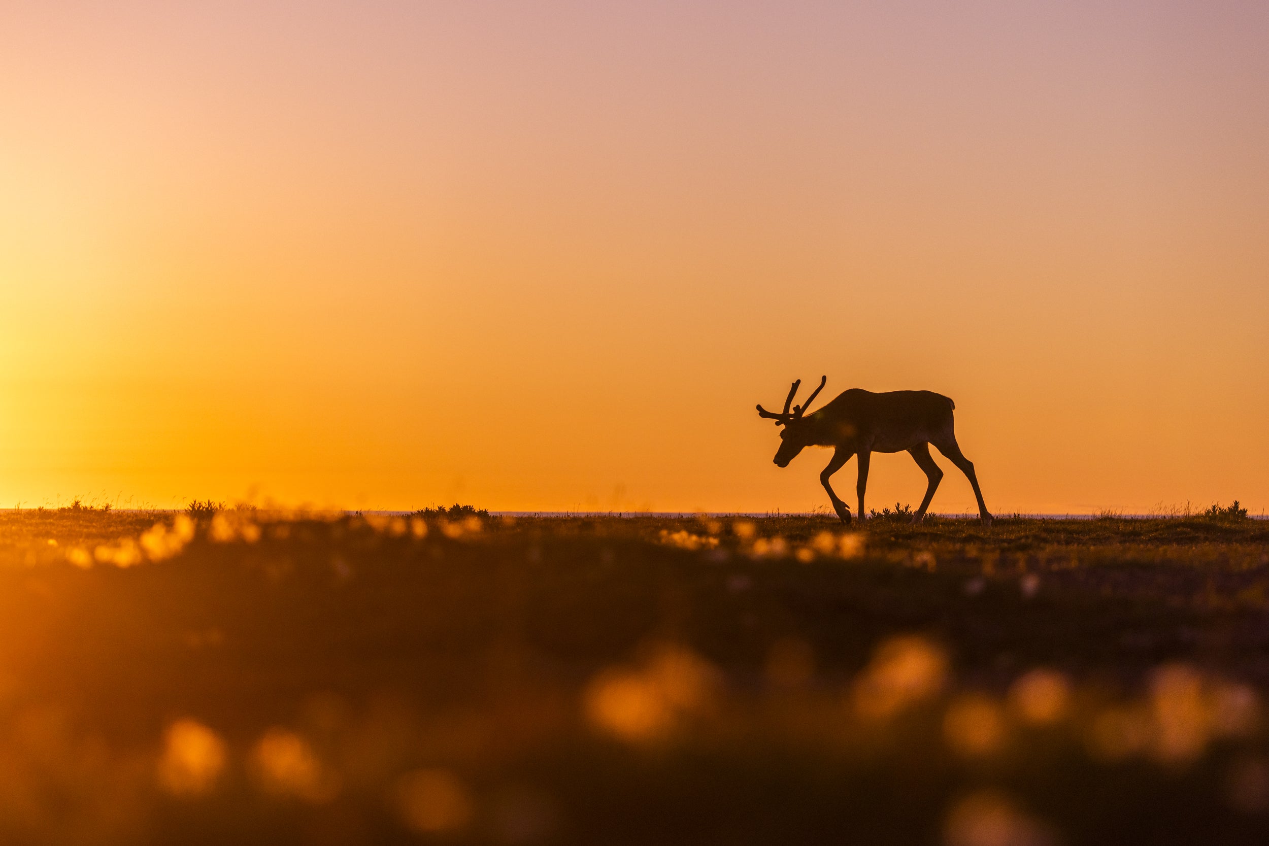 Newfoundland Caribou 021
