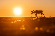 Newfoundland Caribou 022