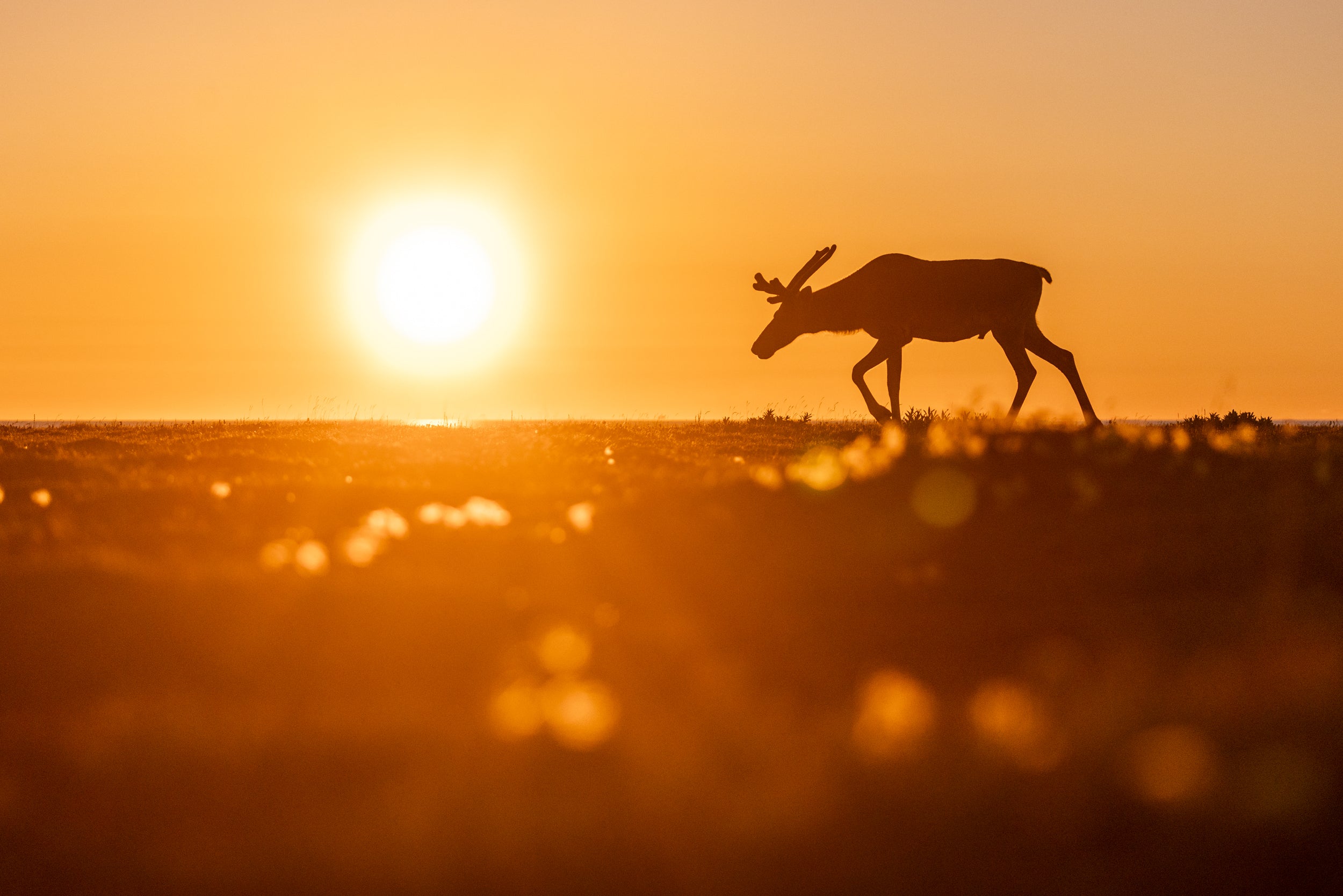 Newfoundland Caribou 022