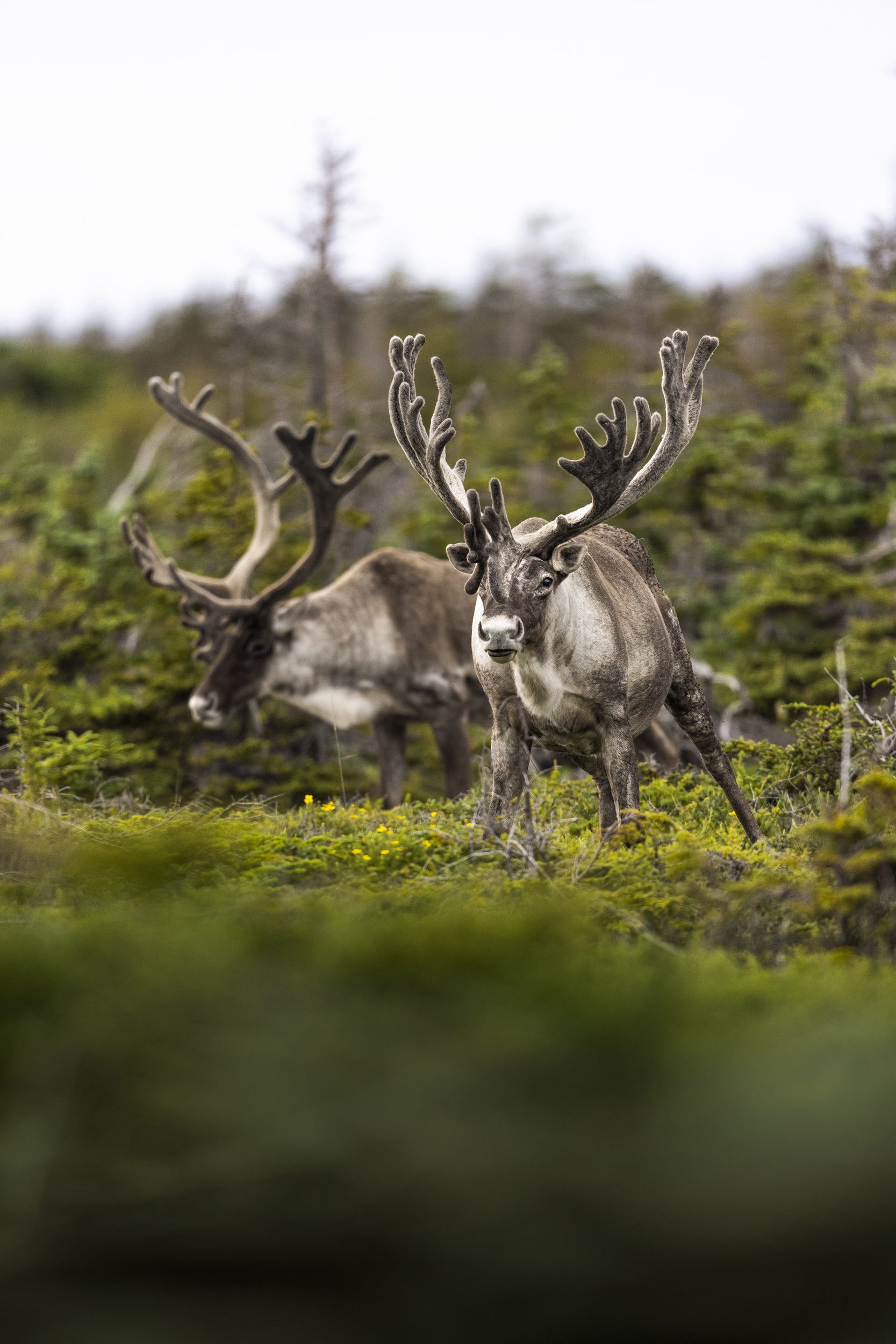 Newfoundland Caribou 025
