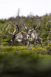 Newfoundland Caribou 025