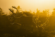 Newfoundland Caribou 026