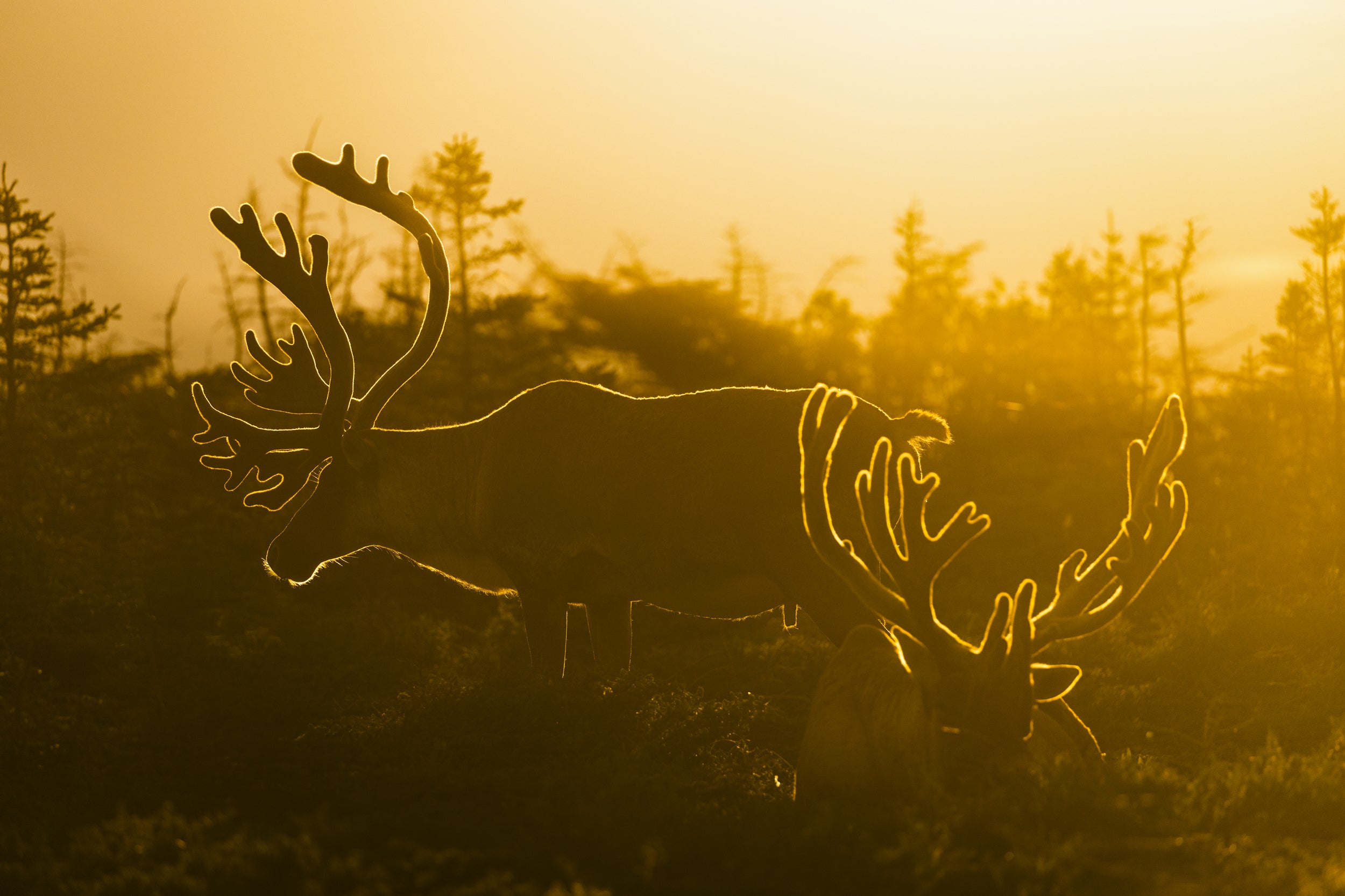 Newfoundland Caribou 026