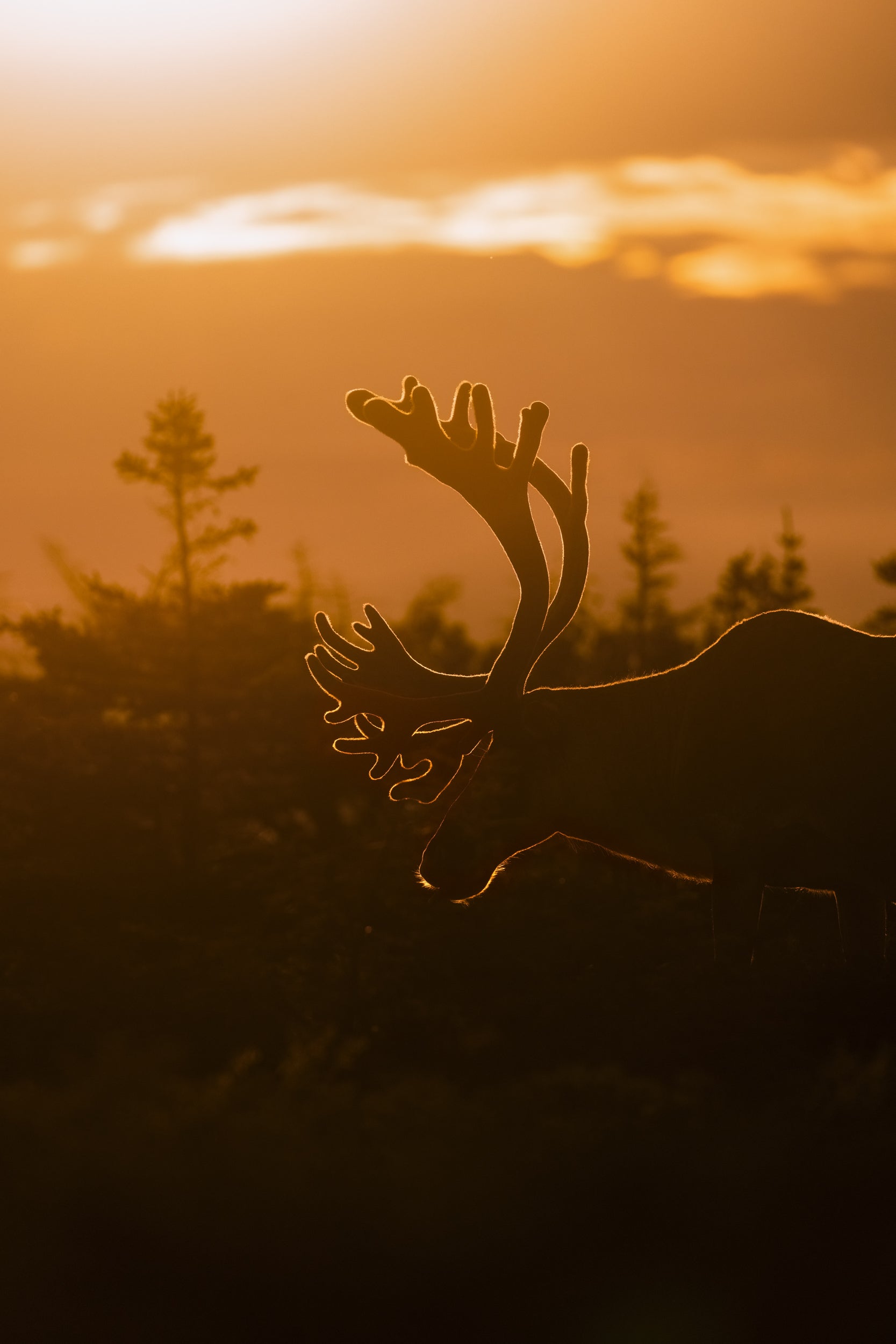 Newfoundland Caribou 028