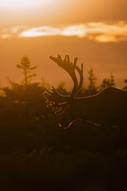 Newfoundland Caribou 028
