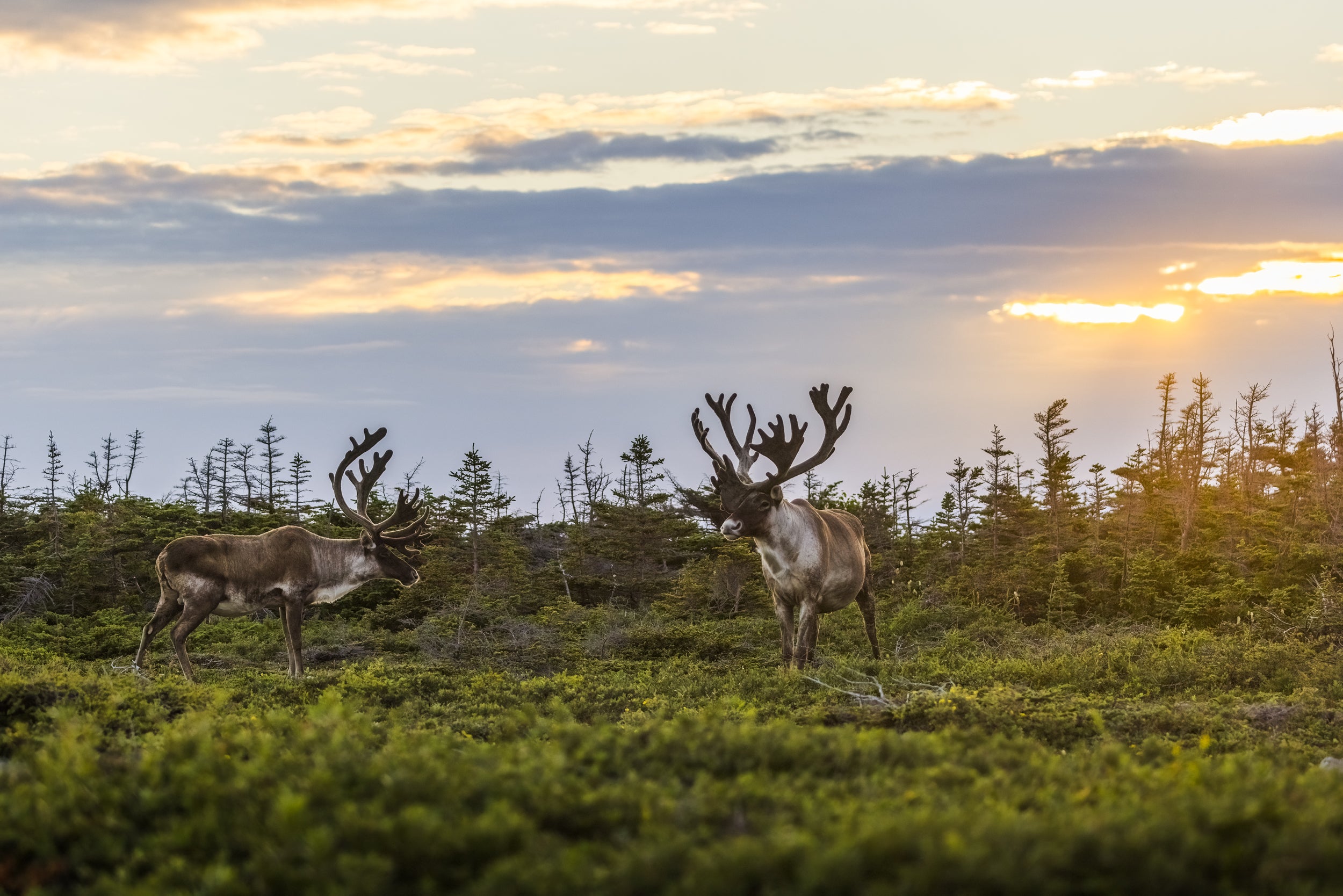 Newfoundland Caribou 029