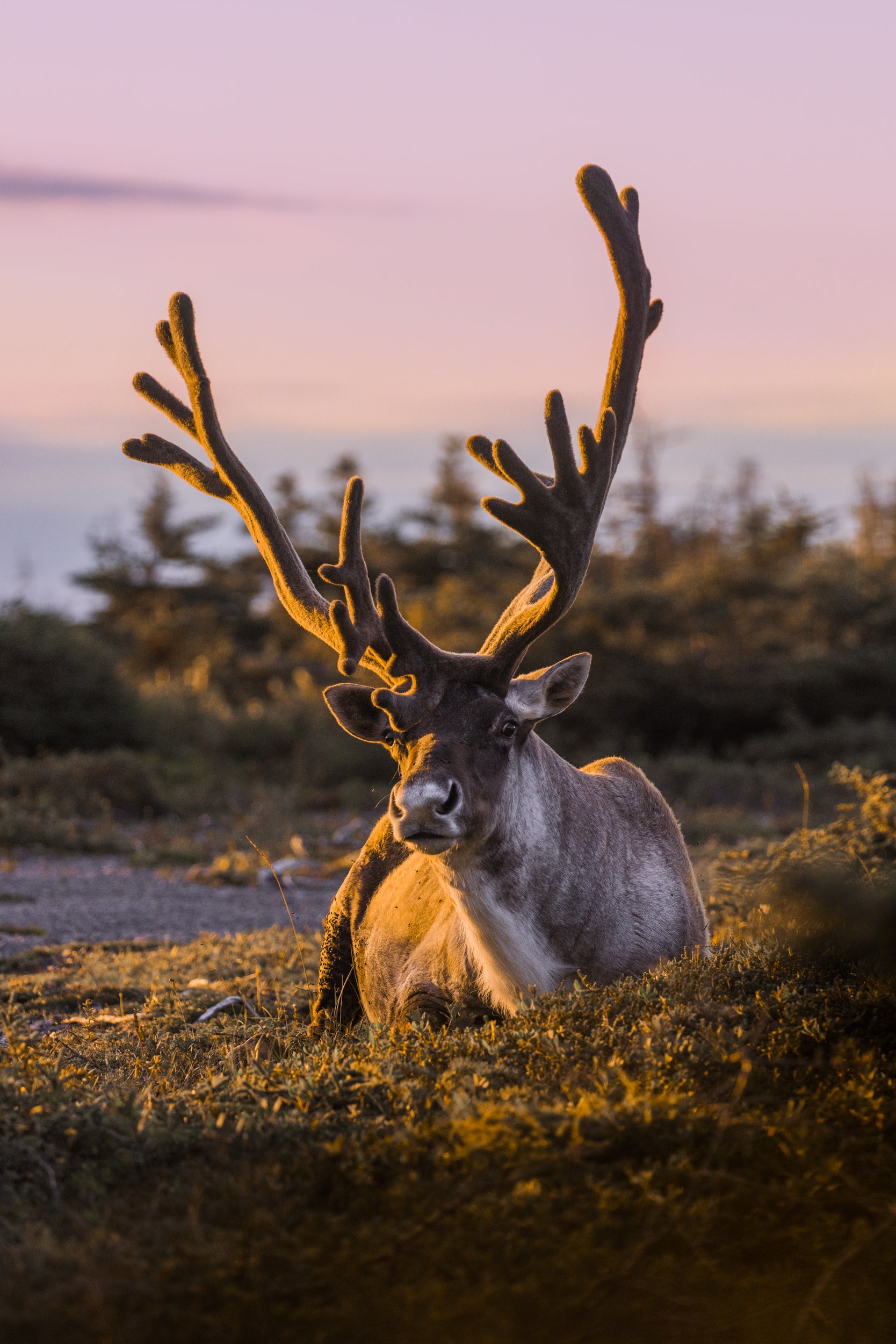 Newfoundland Caribou 002