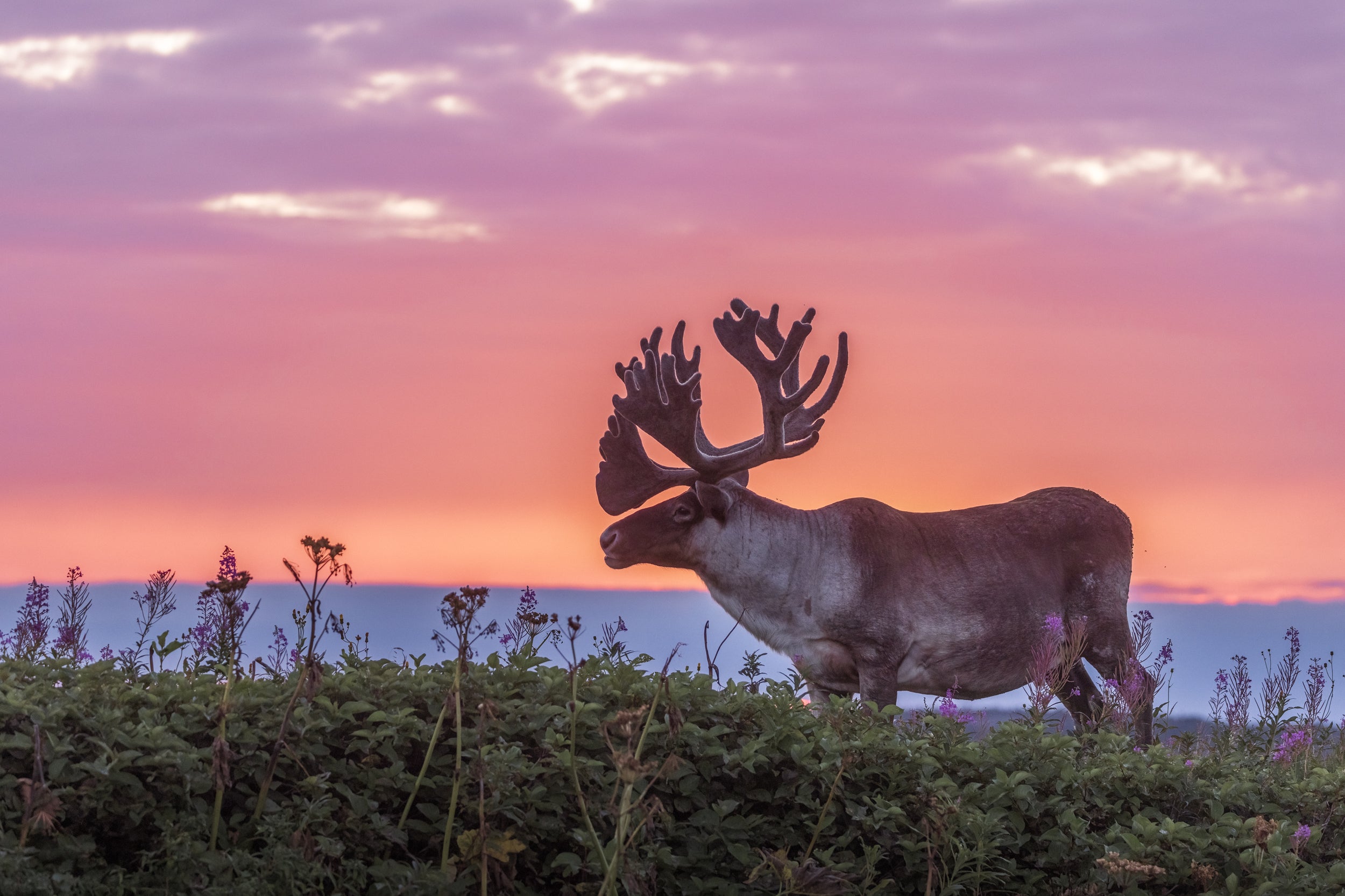 Newfoundland Caribou 003