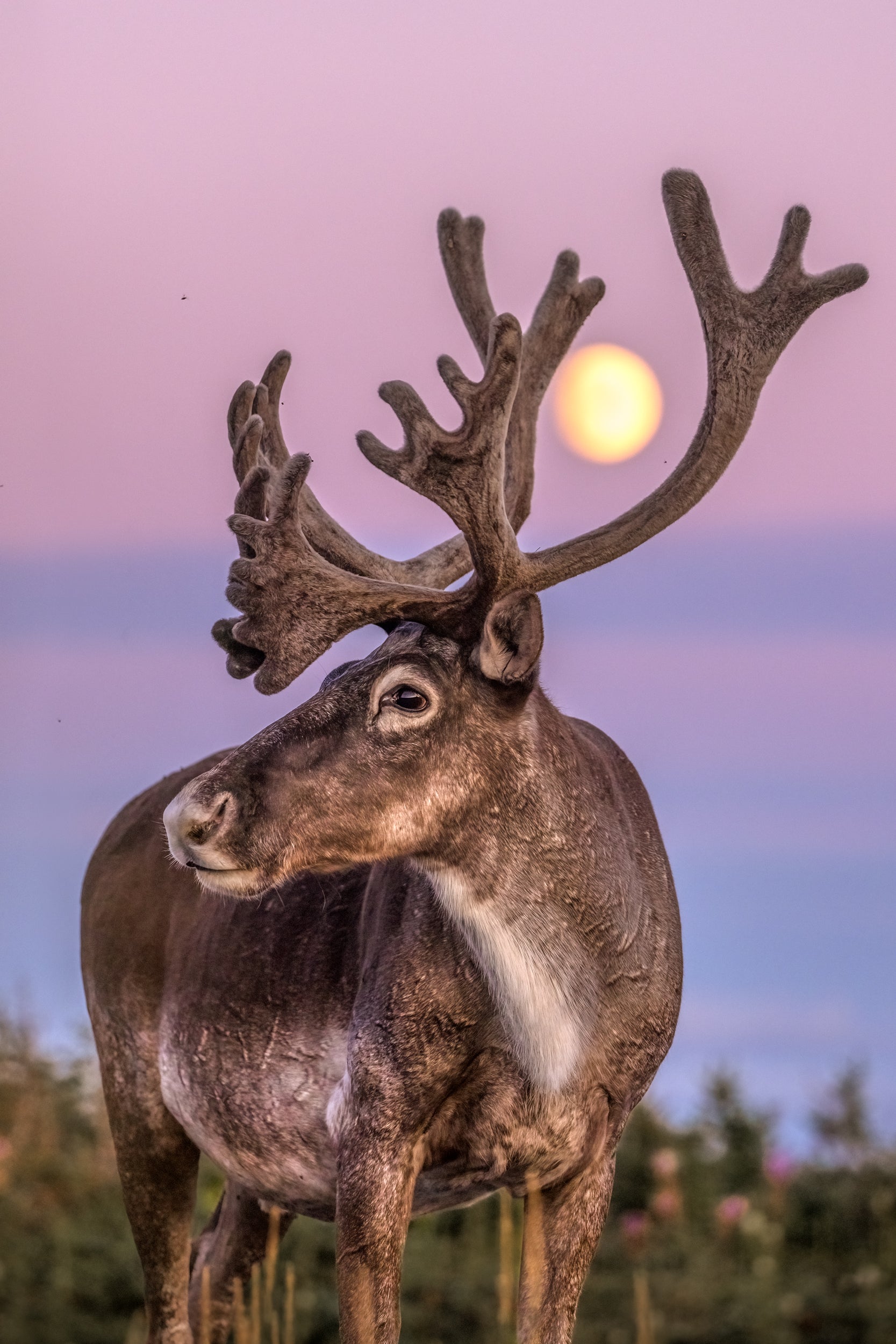 Newfoundland Caribou 033