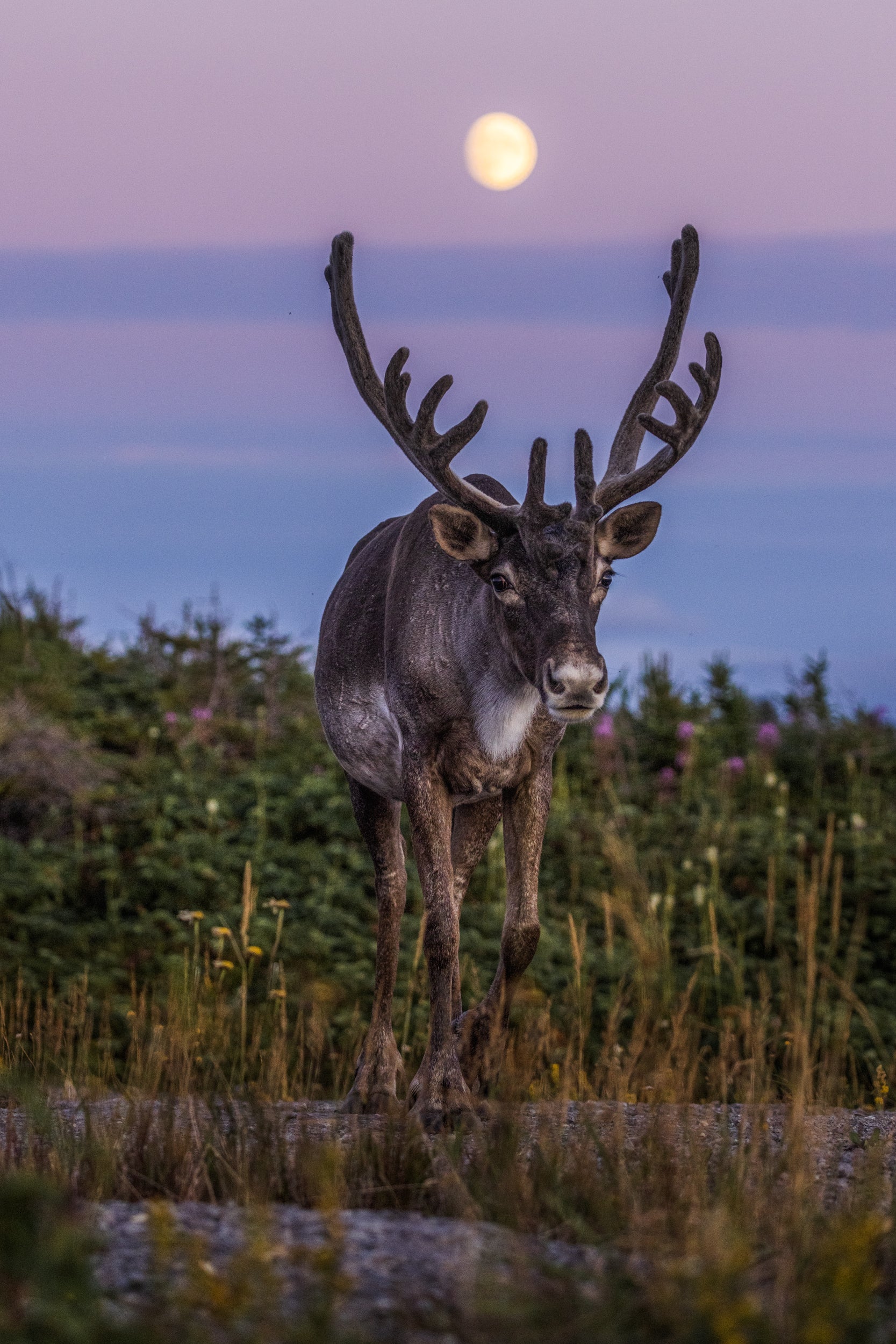 Newfoundland Caribou 034