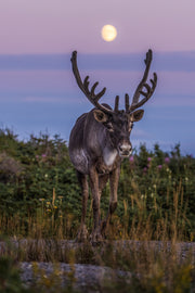 Newfoundland Caribou 034
