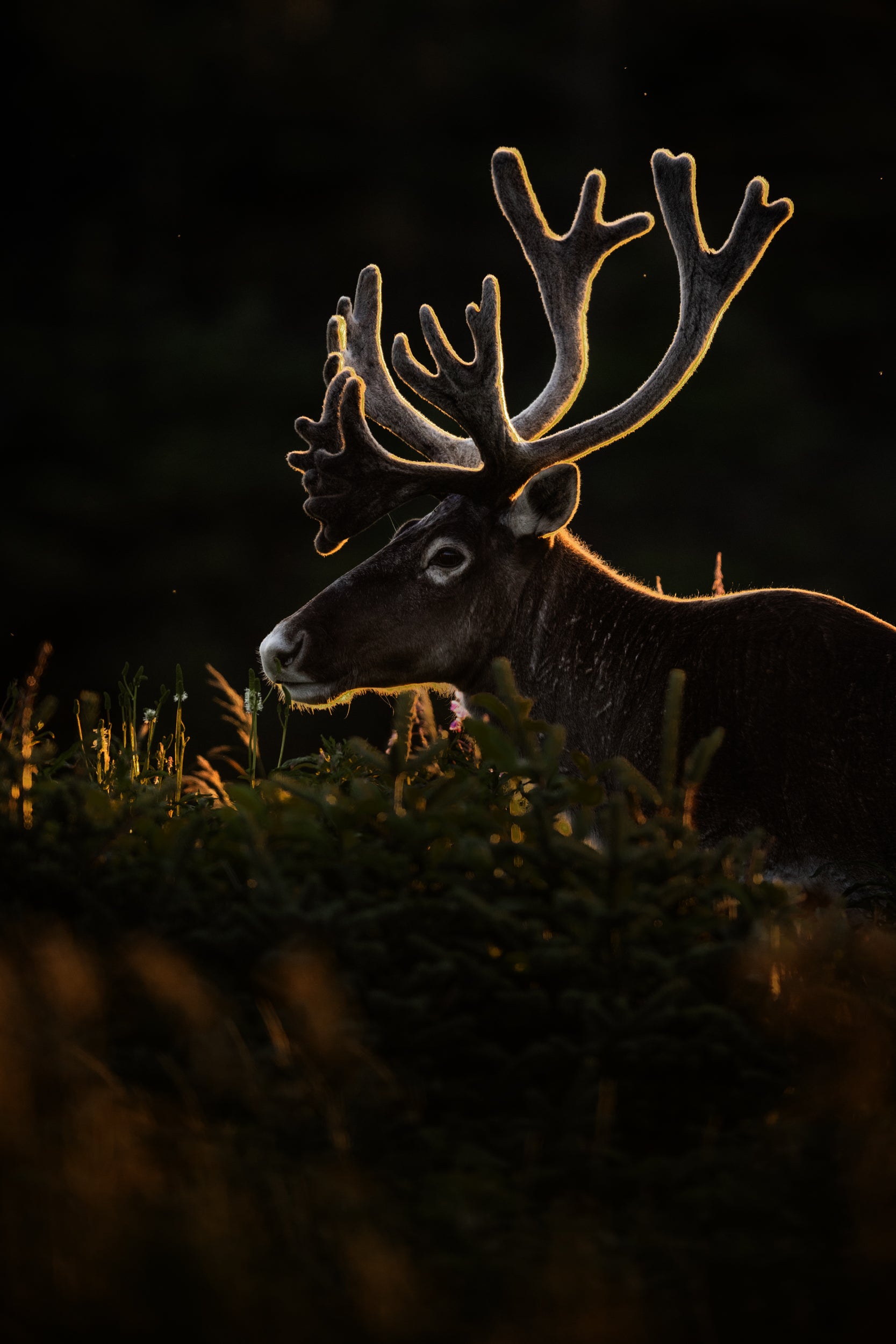 Newfoundland Caribou 037
