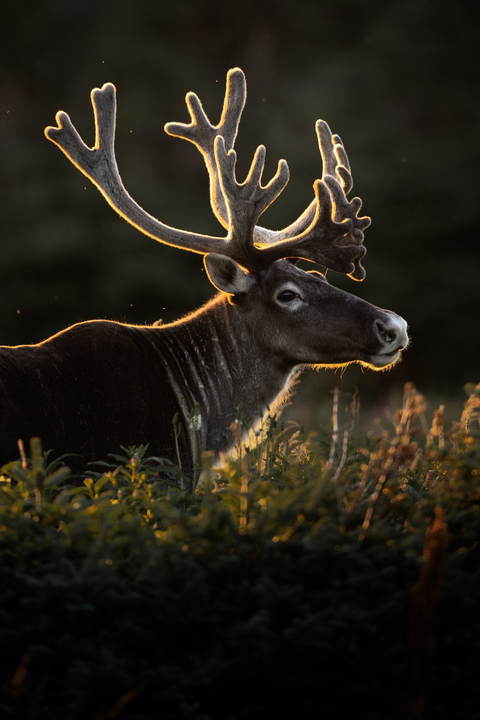 Newfoundland Caribou 038