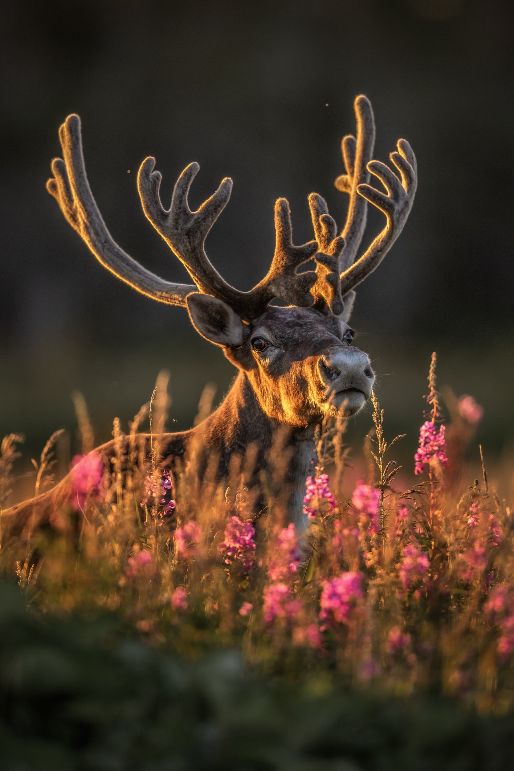 Newfoundland Caribou 039