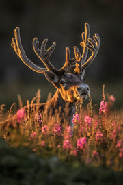 Newfoundland Caribou 039