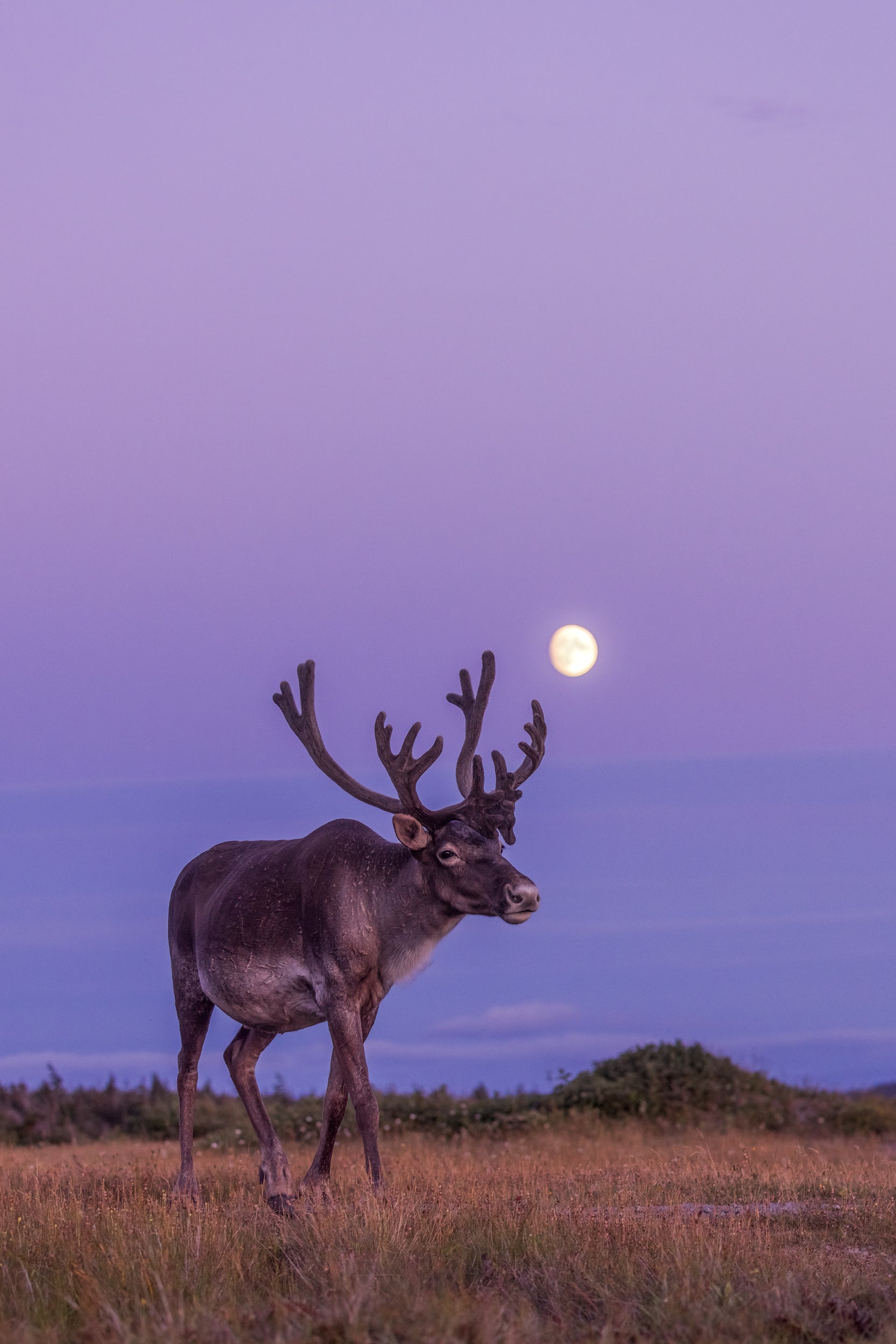 Newfoundland Caribou 041
