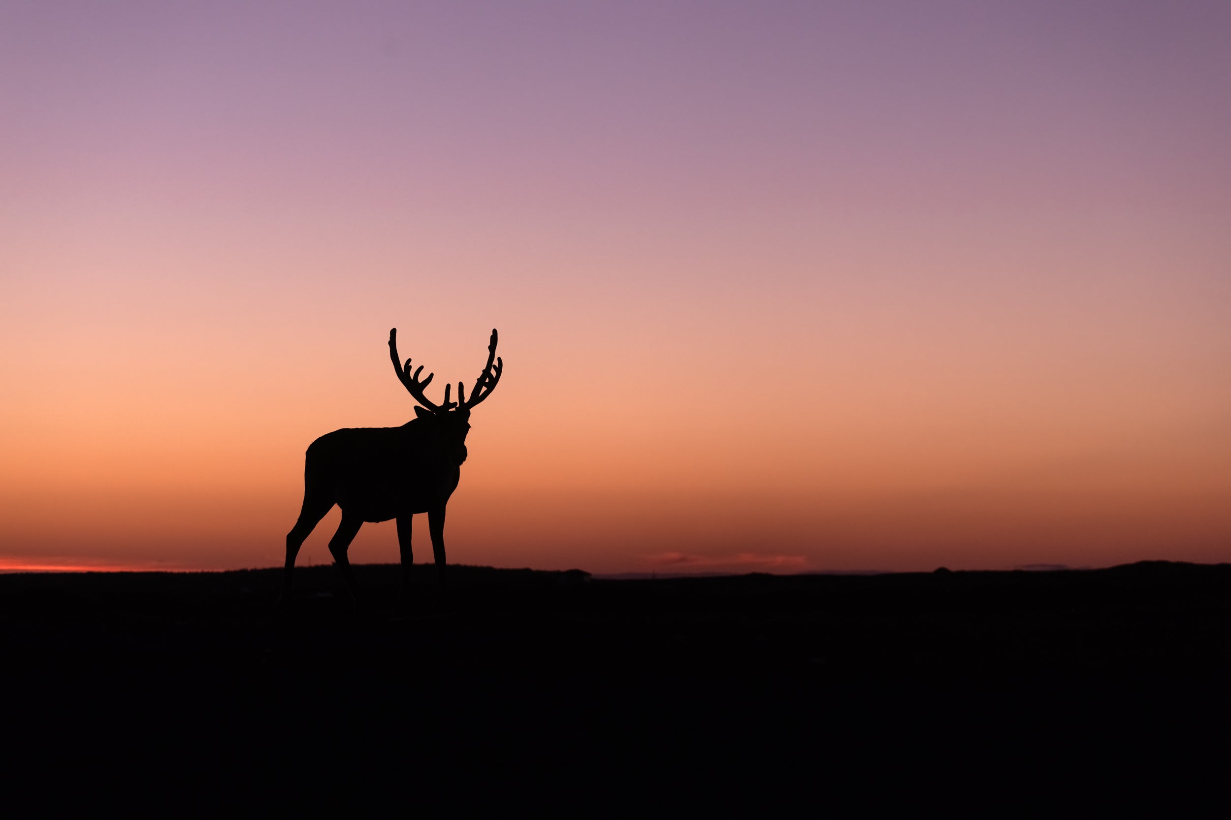 Newfoundland Caribou 042