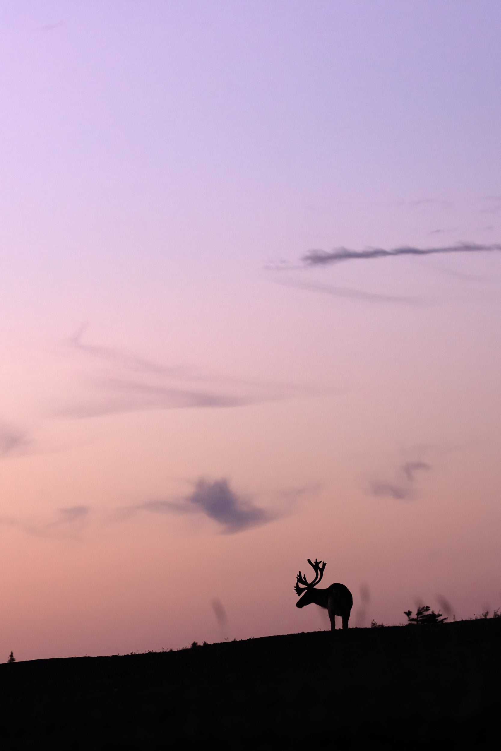 Newfoundland Caribou 043