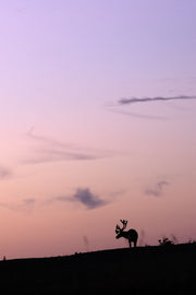 Newfoundland Caribou 043