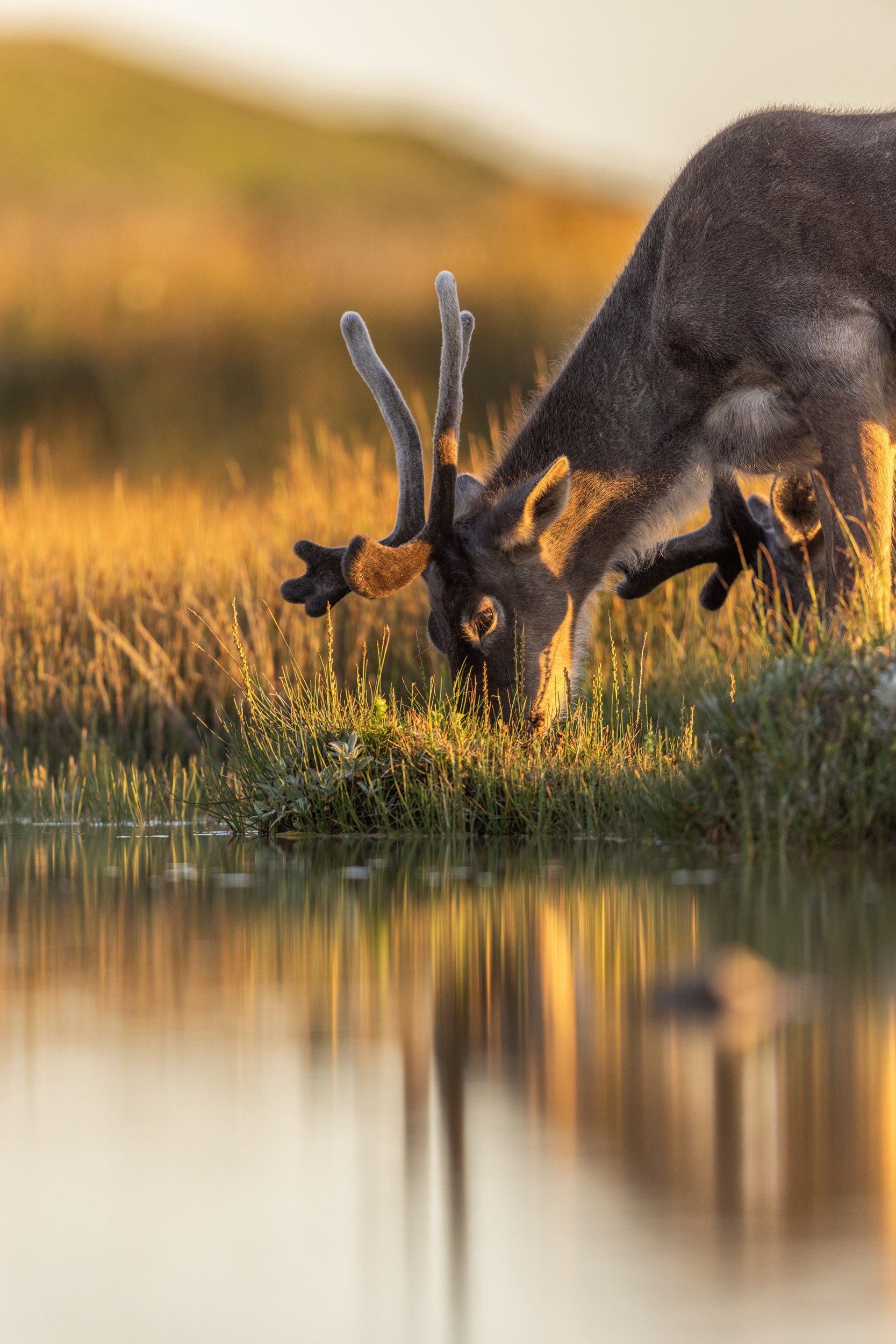 Newfoundland Caribou 044
